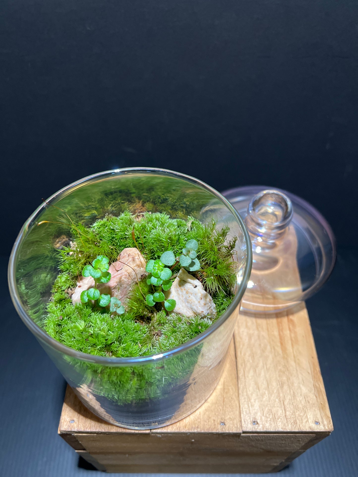 Terrarium #66