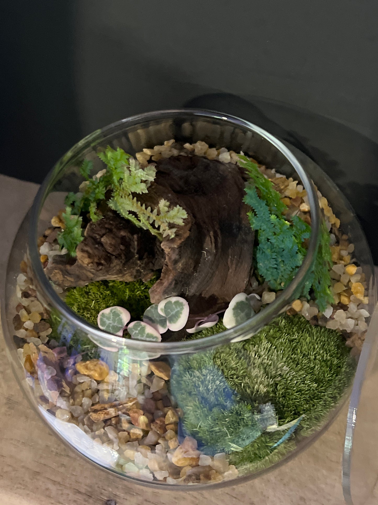 Terrarium 474