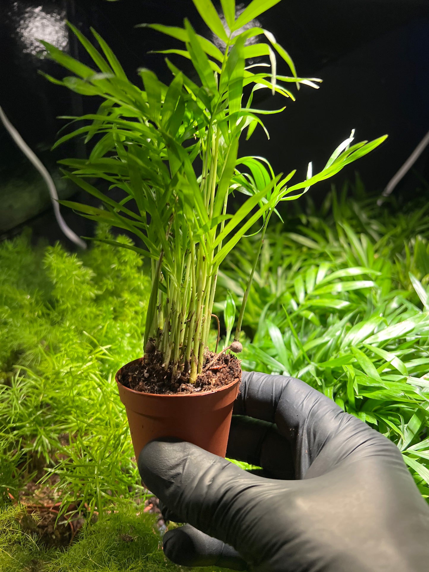 Terrarium Plants: Parlor Palm 2”