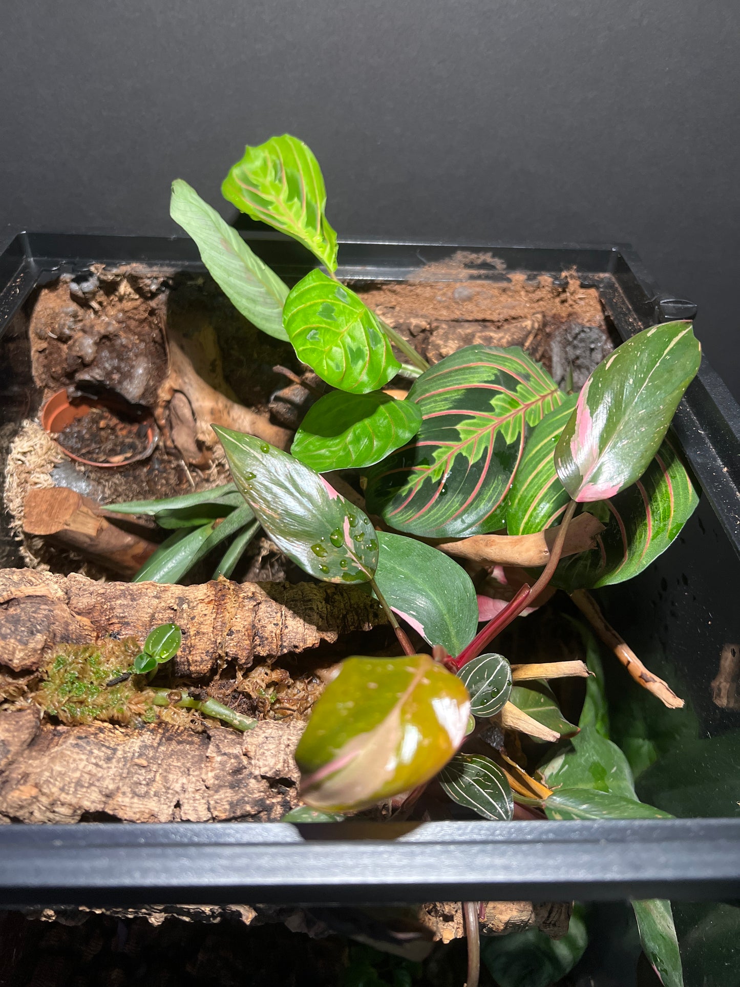 Terrarium Habitat 333