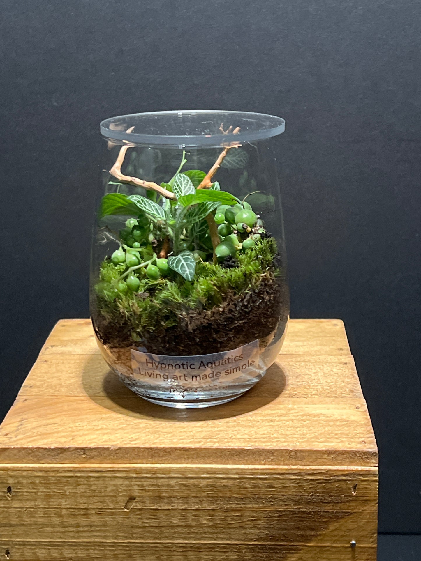 Terrarium #131