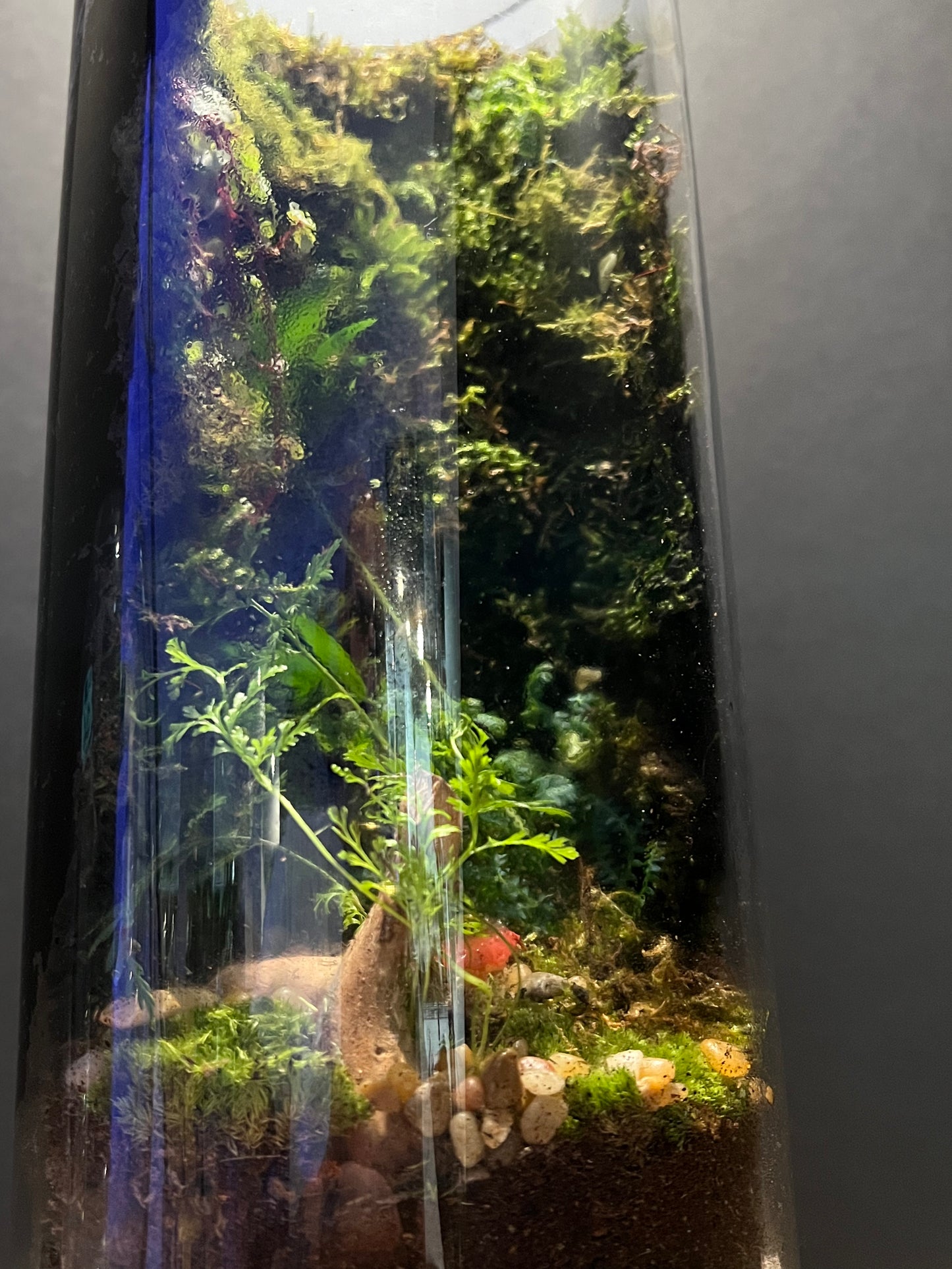 Terrarium #7