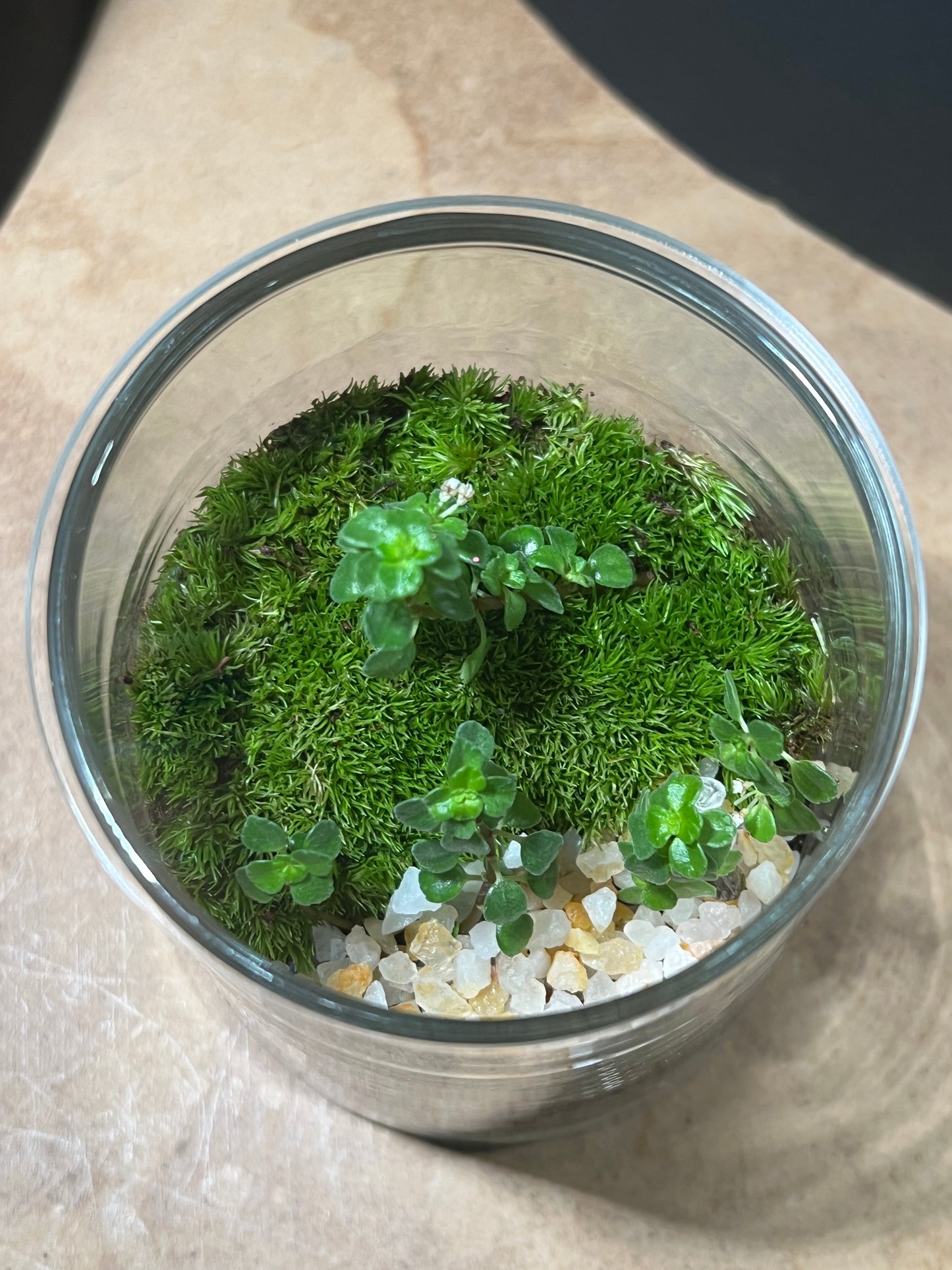 Terrarium 853