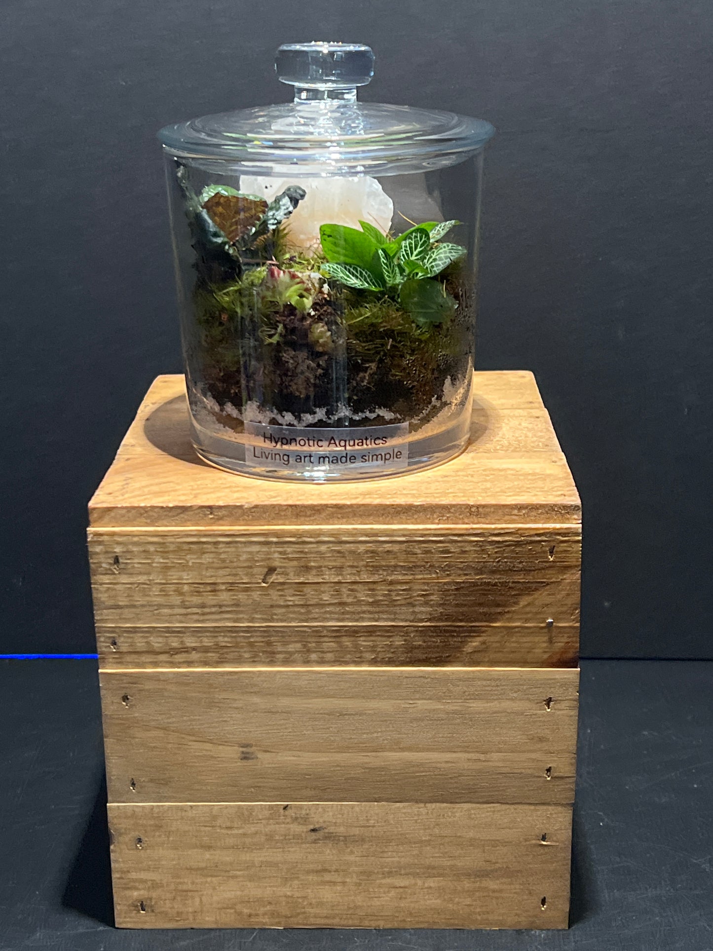 Terrarium #120