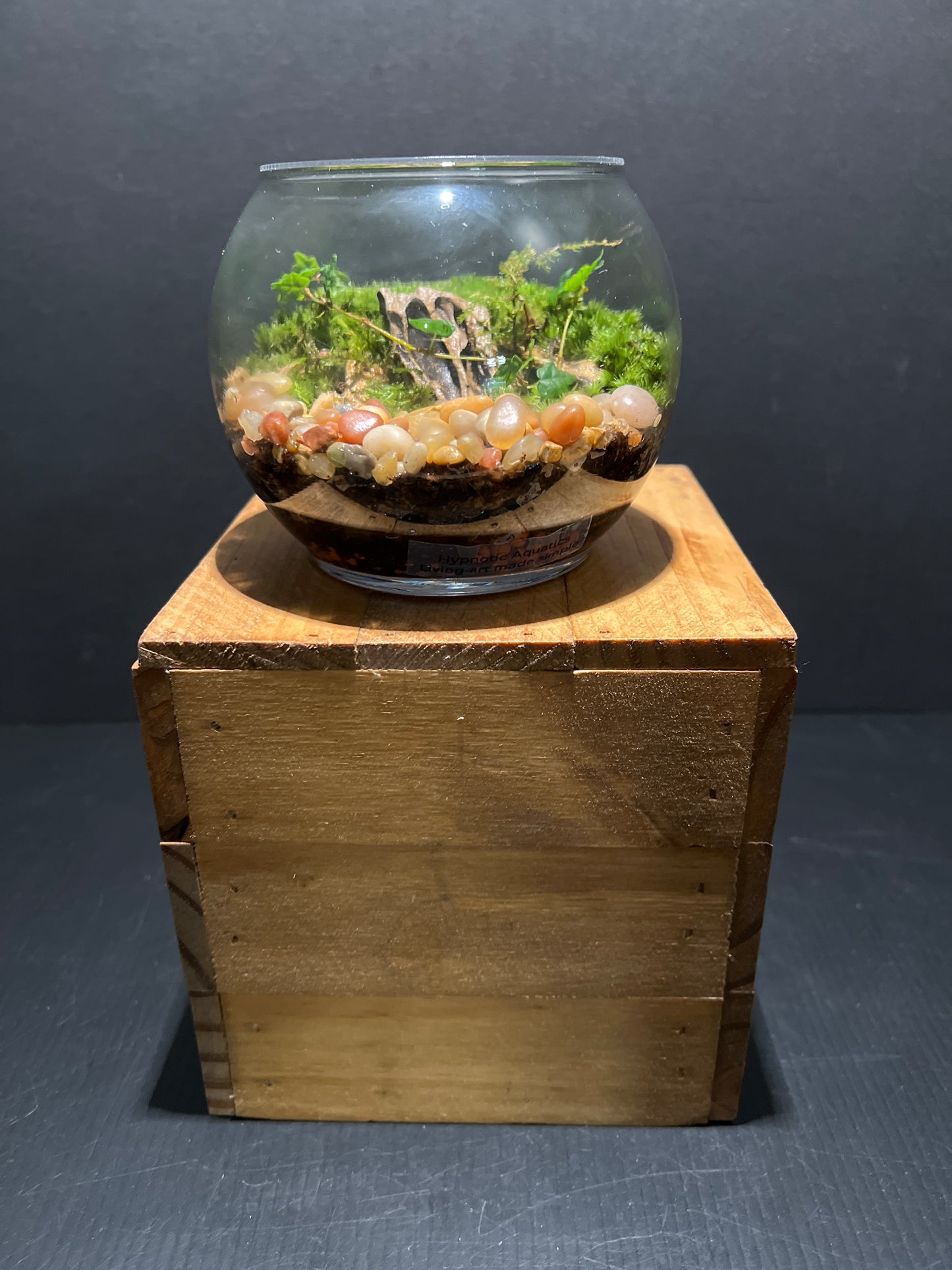 Terrarium #77