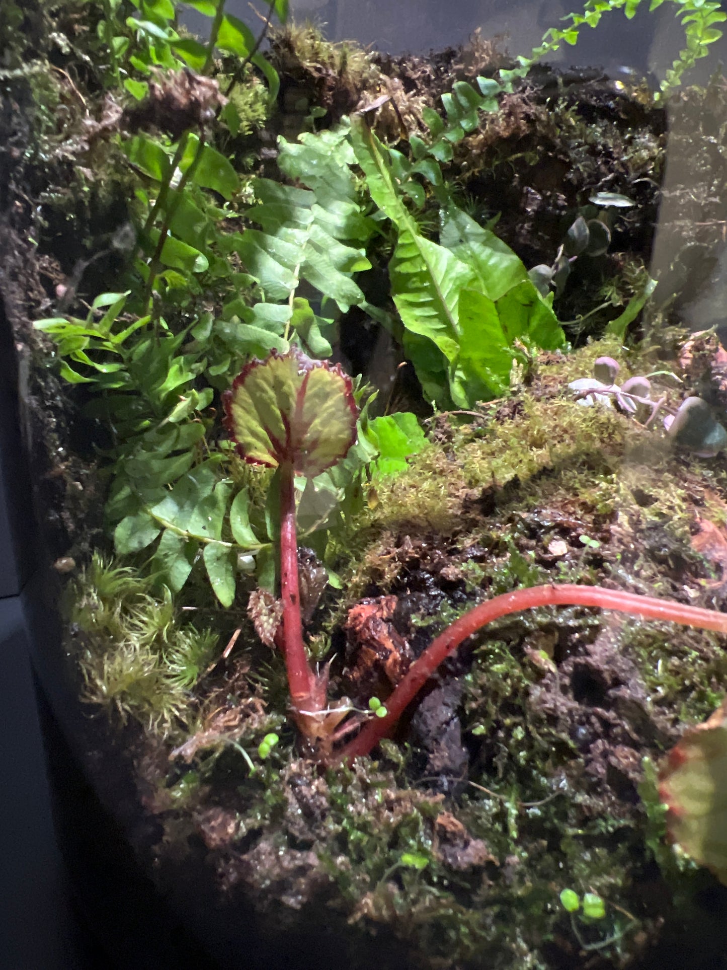 Terrarium #162
