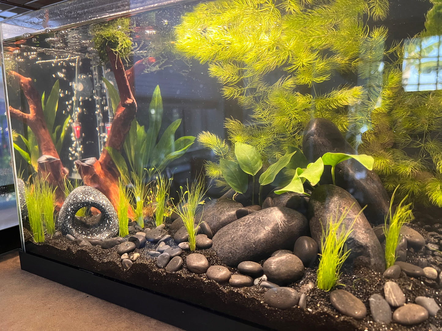 Nano Aquarium: Midnight