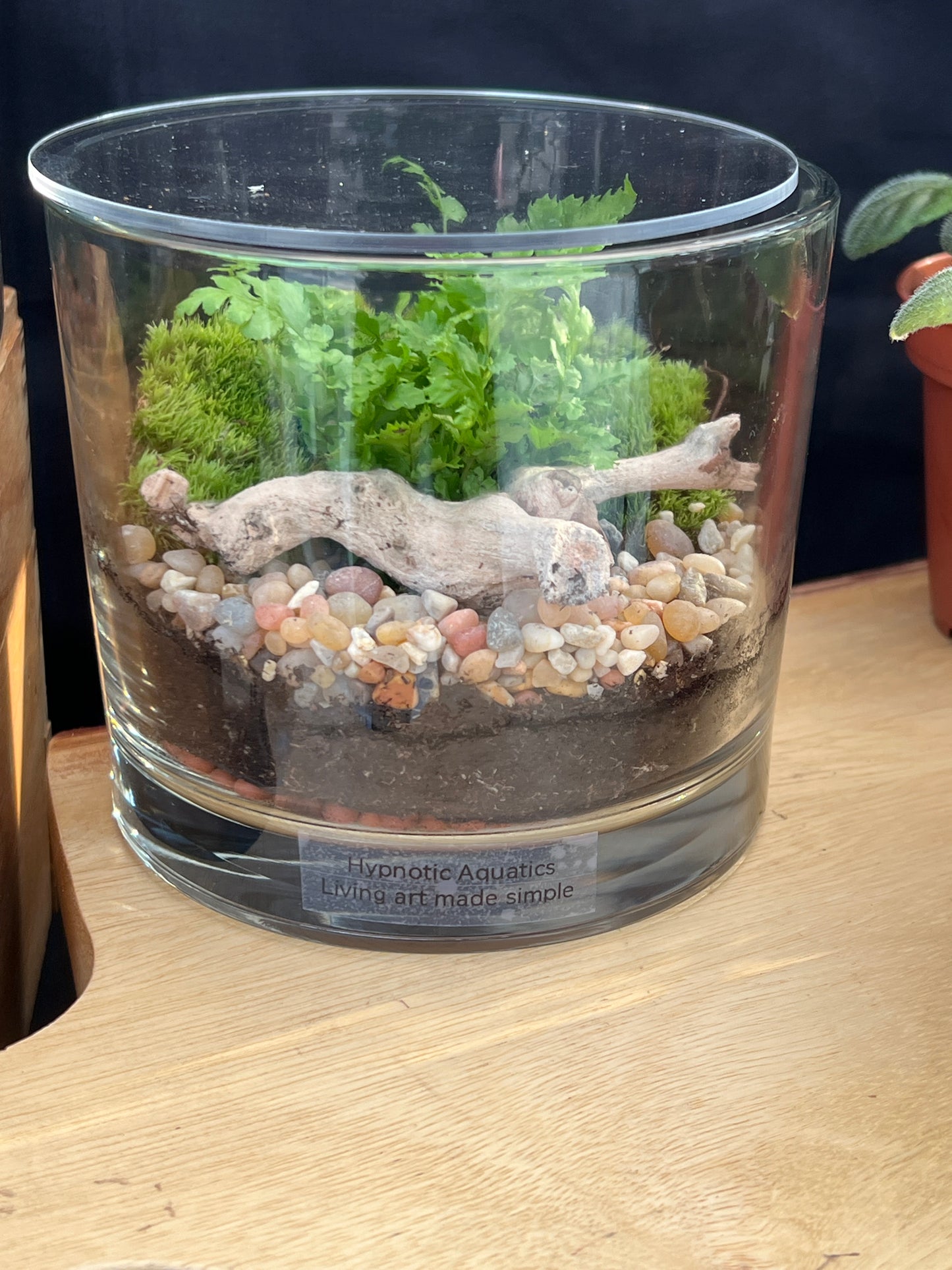 Terrarium 847