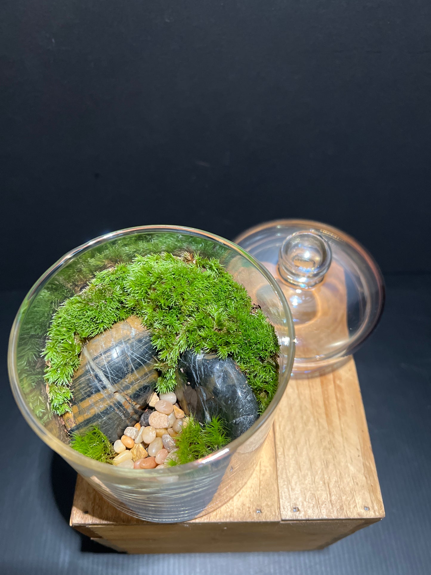 Terrarium #55