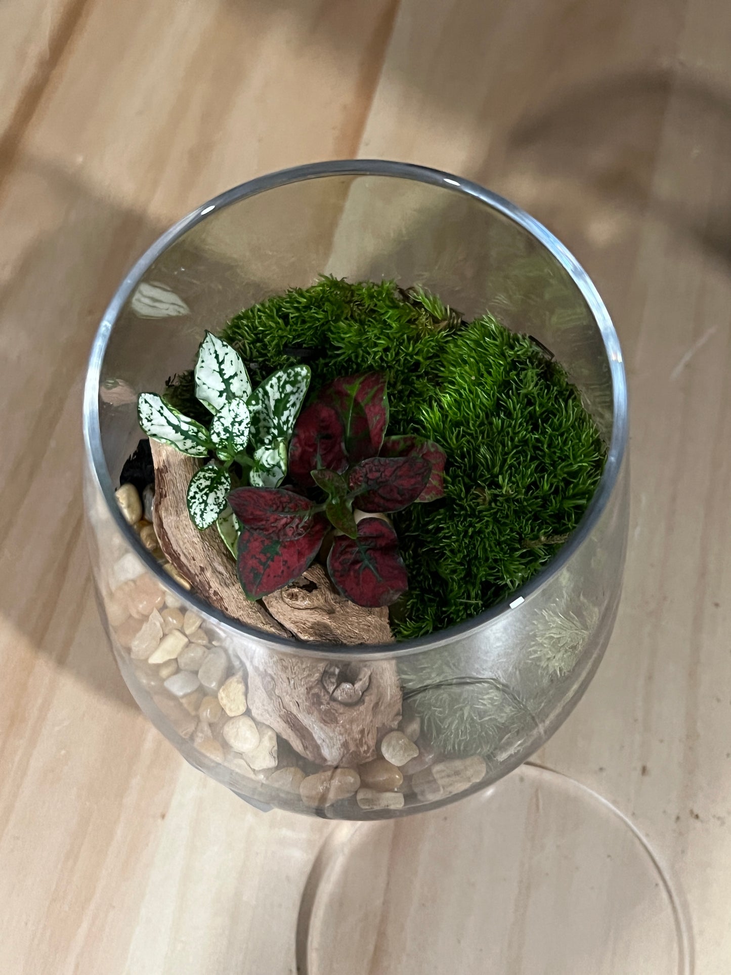 Terrarium 905