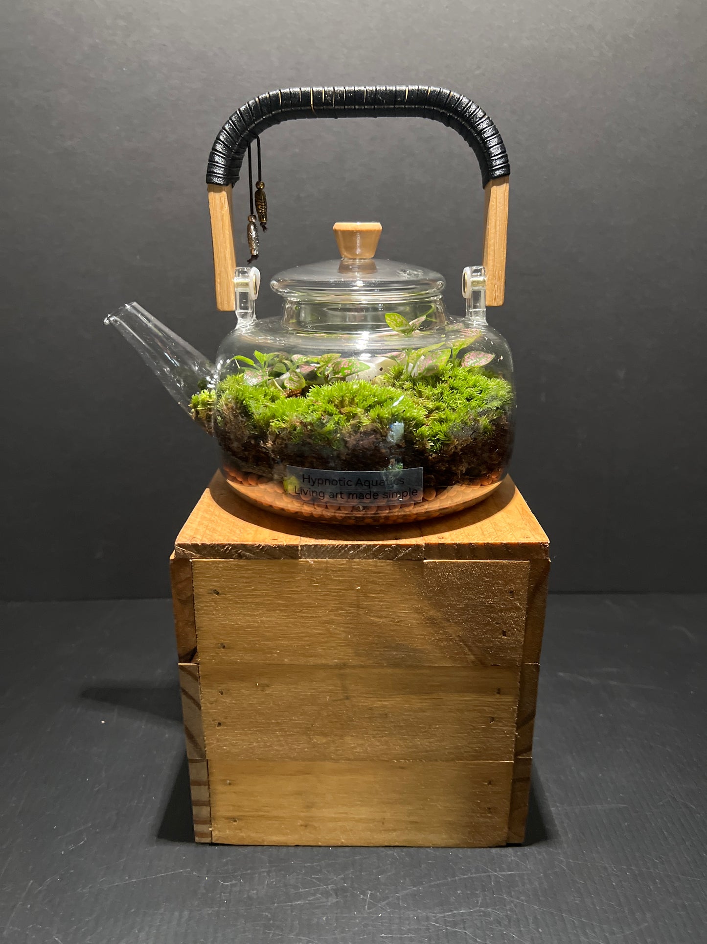 Terrarium #79