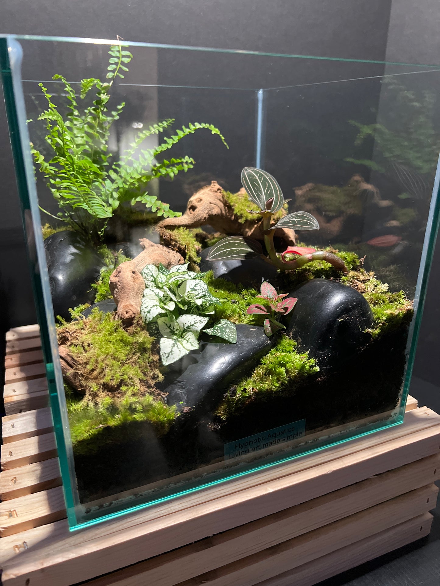 Terrarium # 28