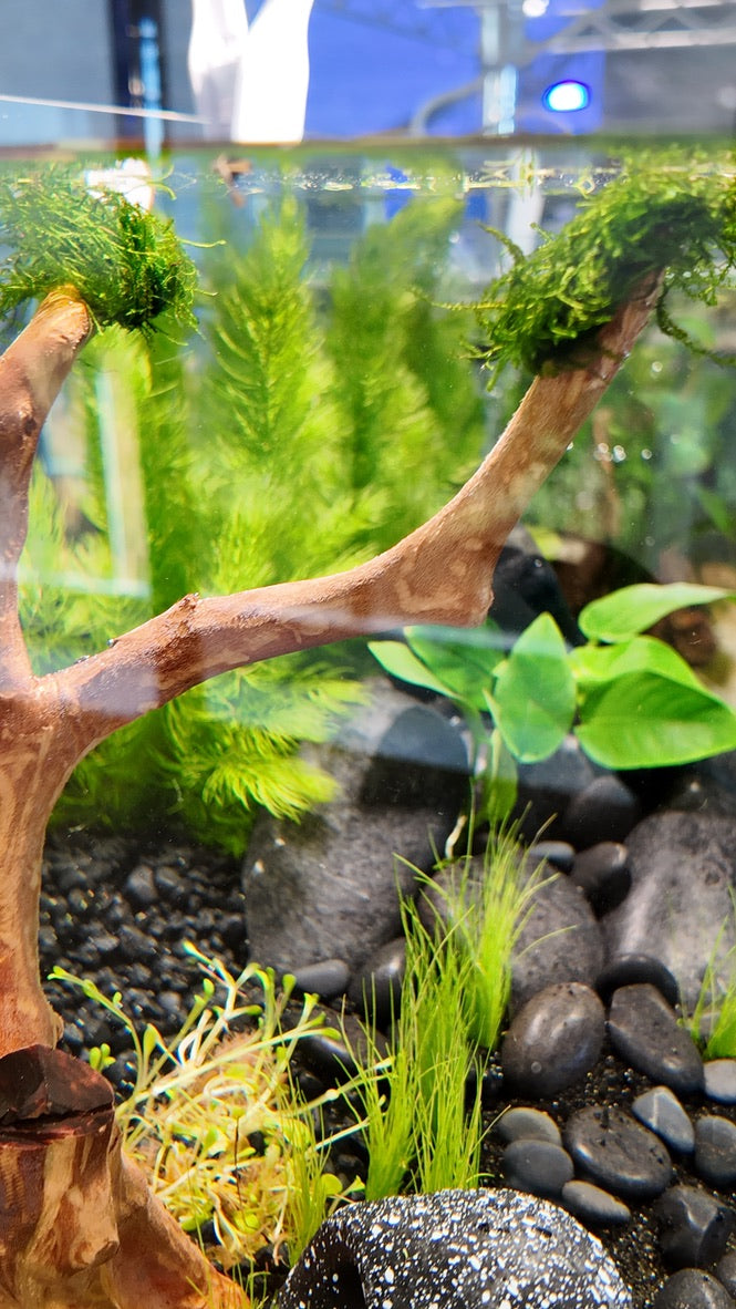 Nano Aquarium: Midnight