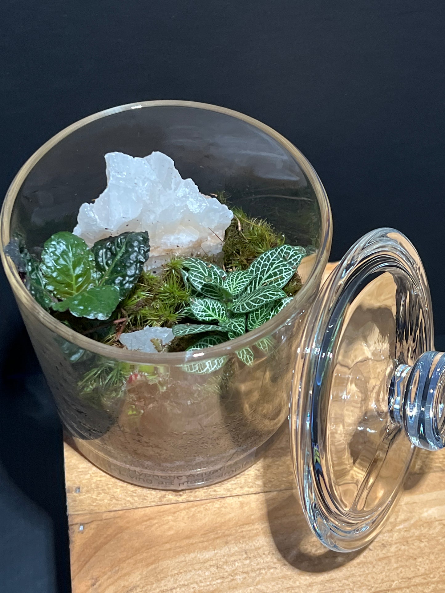 Terrarium #120