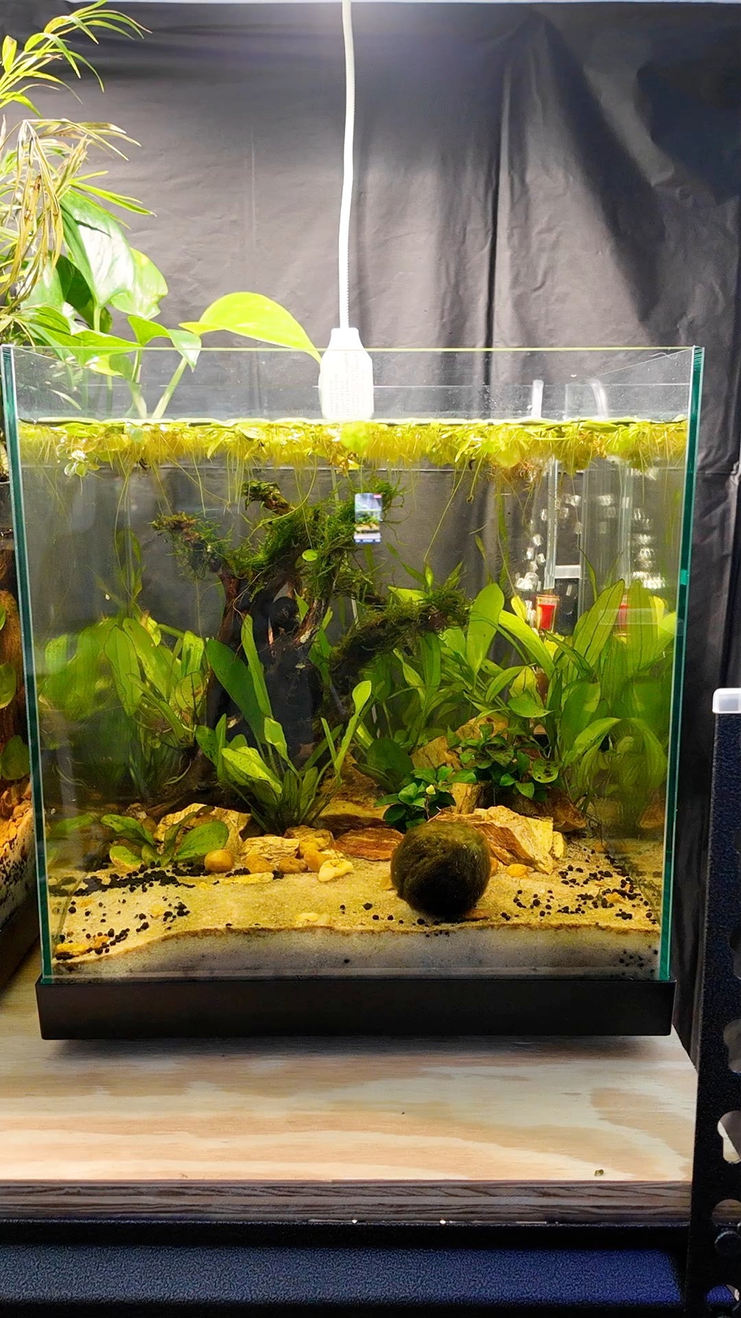 Nano Aquarium: Fallen