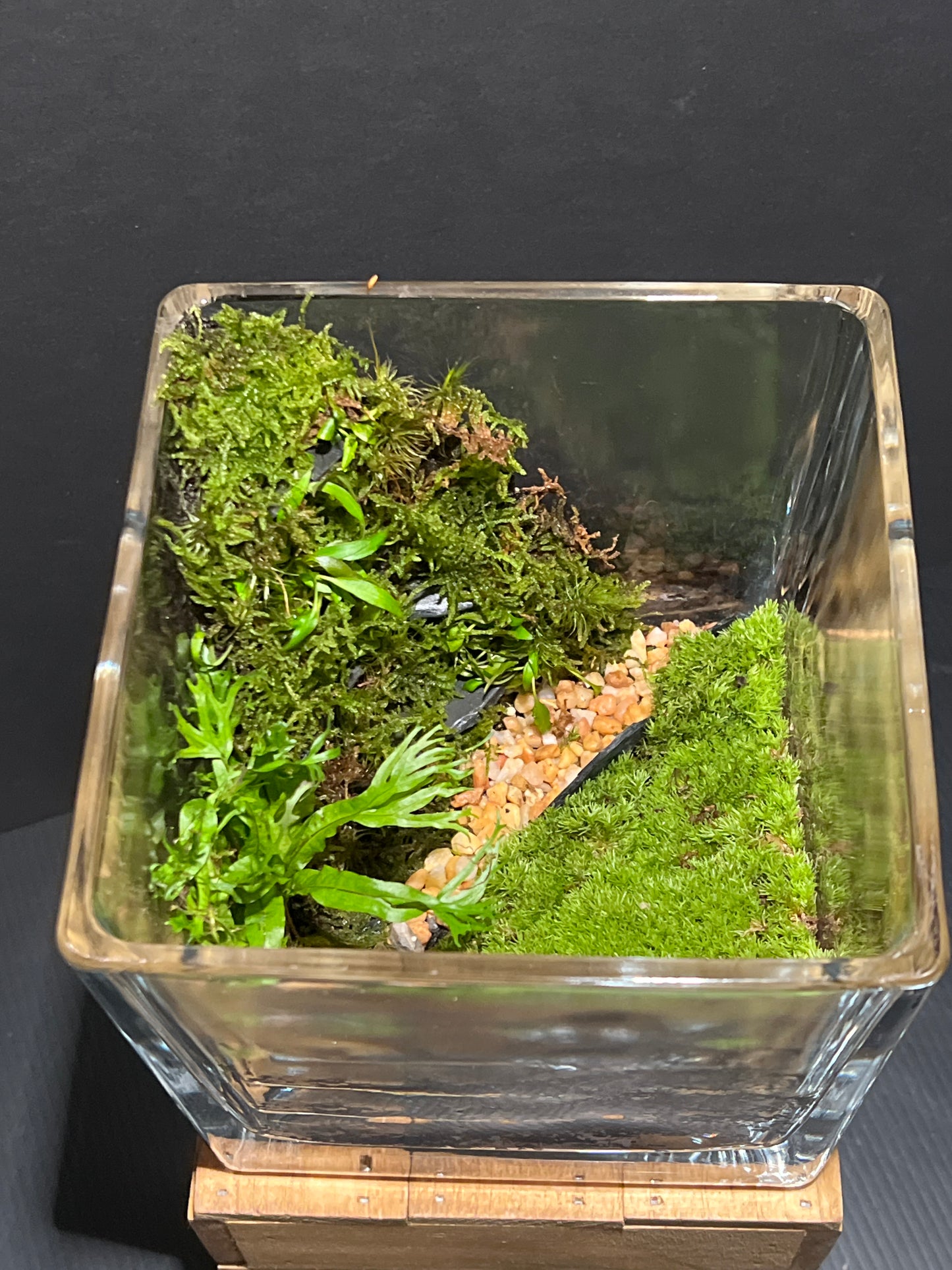 Terrarium #163