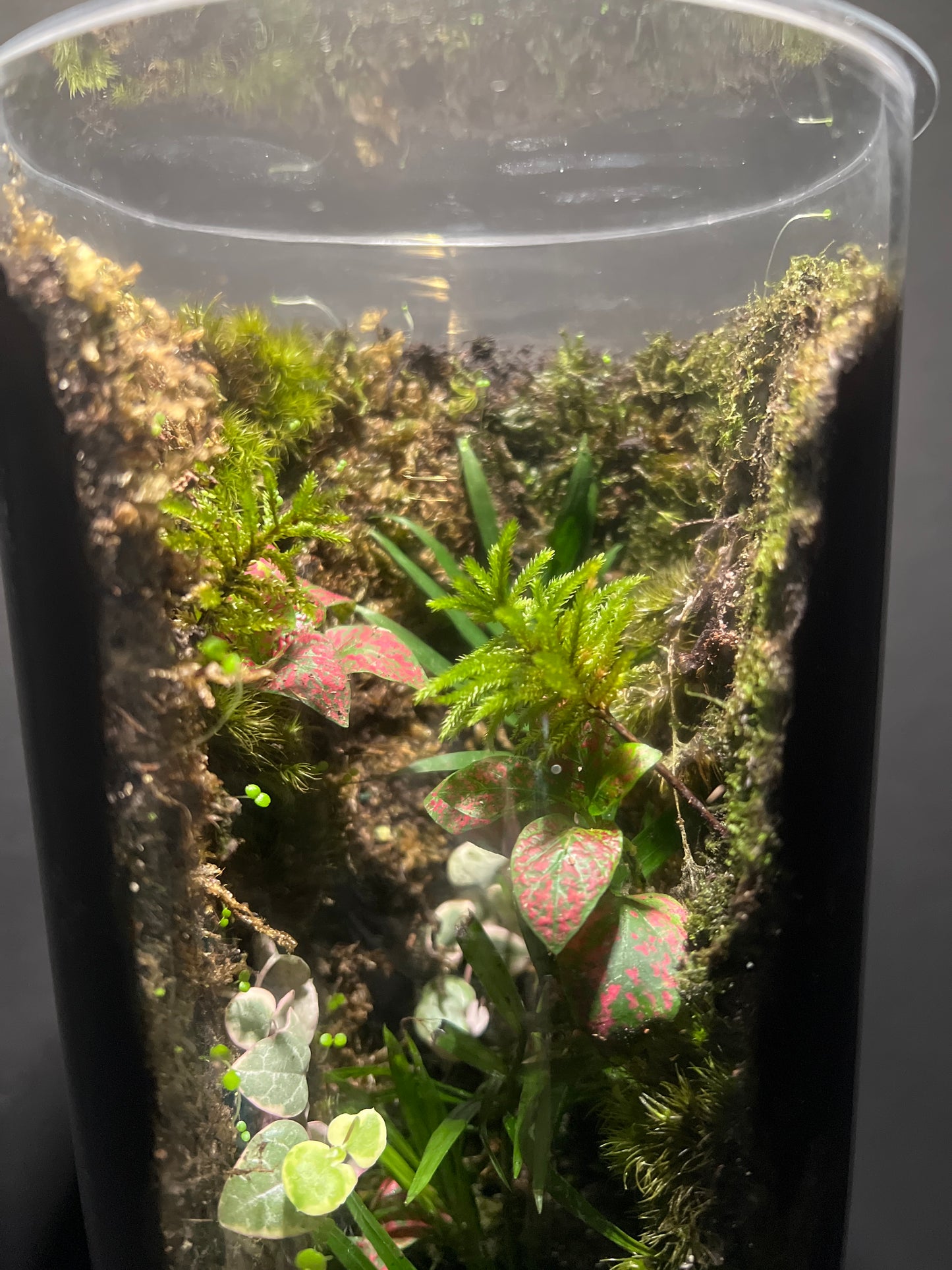 Terrarium #86