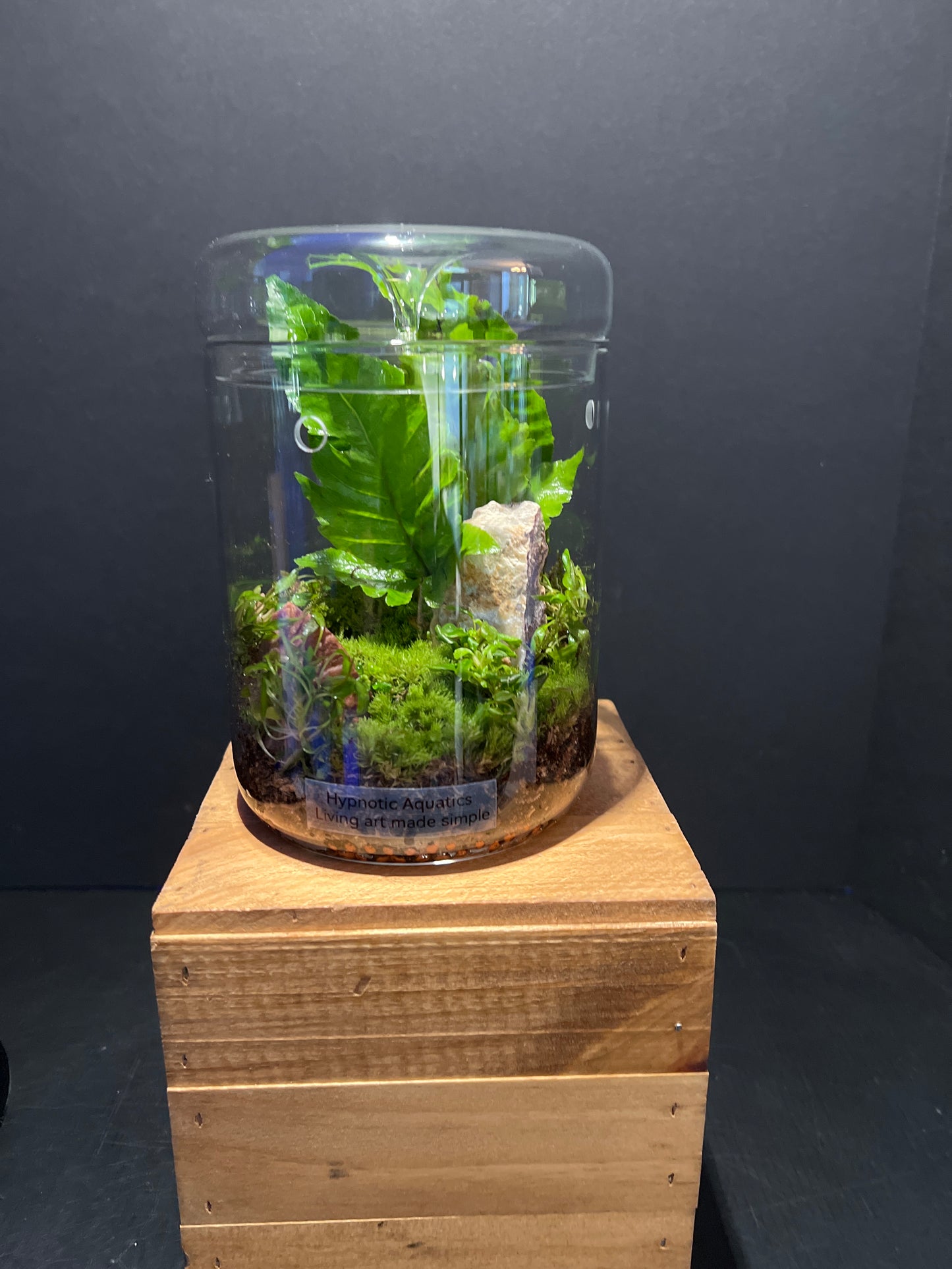 Terrarium #177
