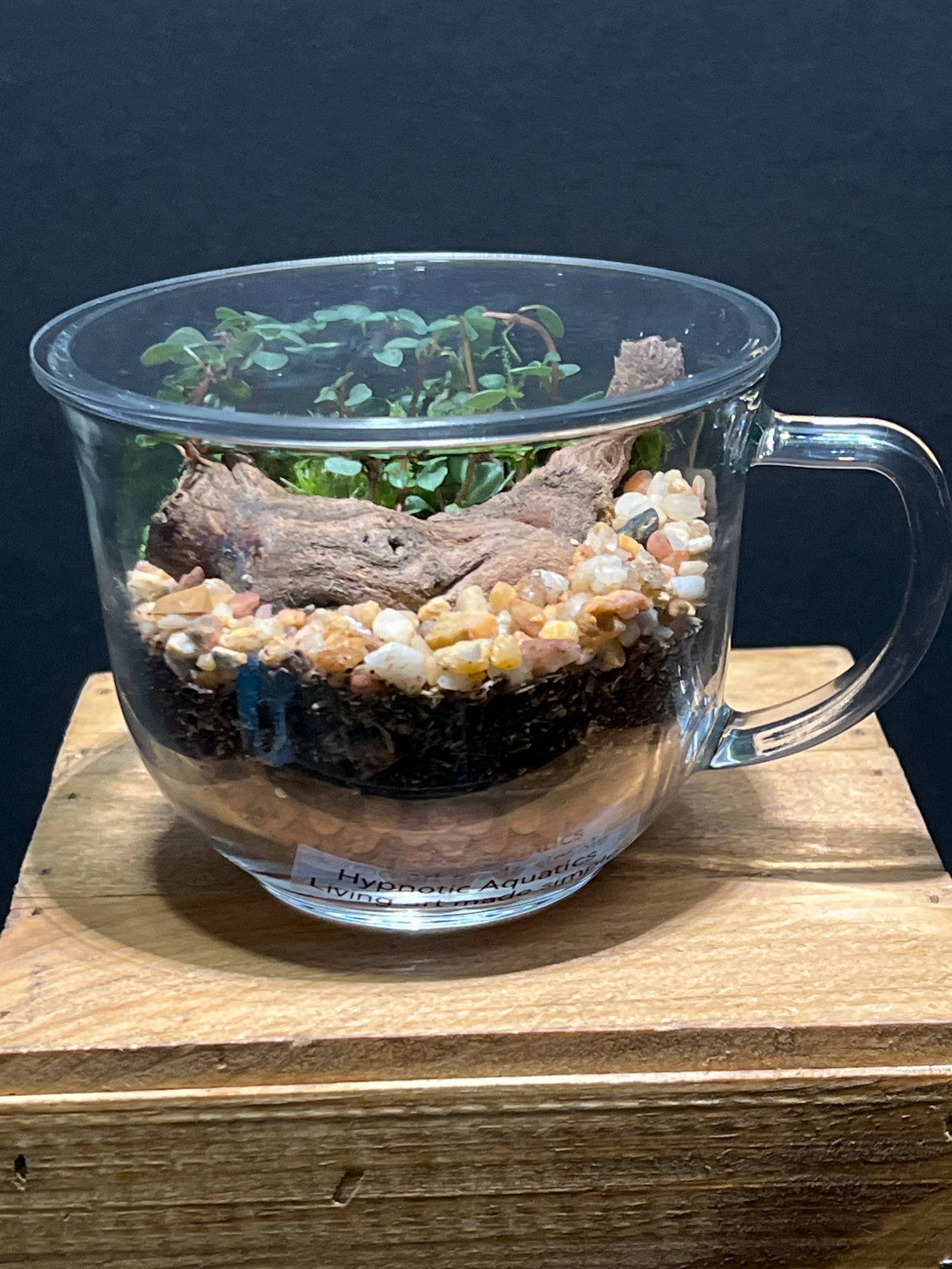 Terrarium #124