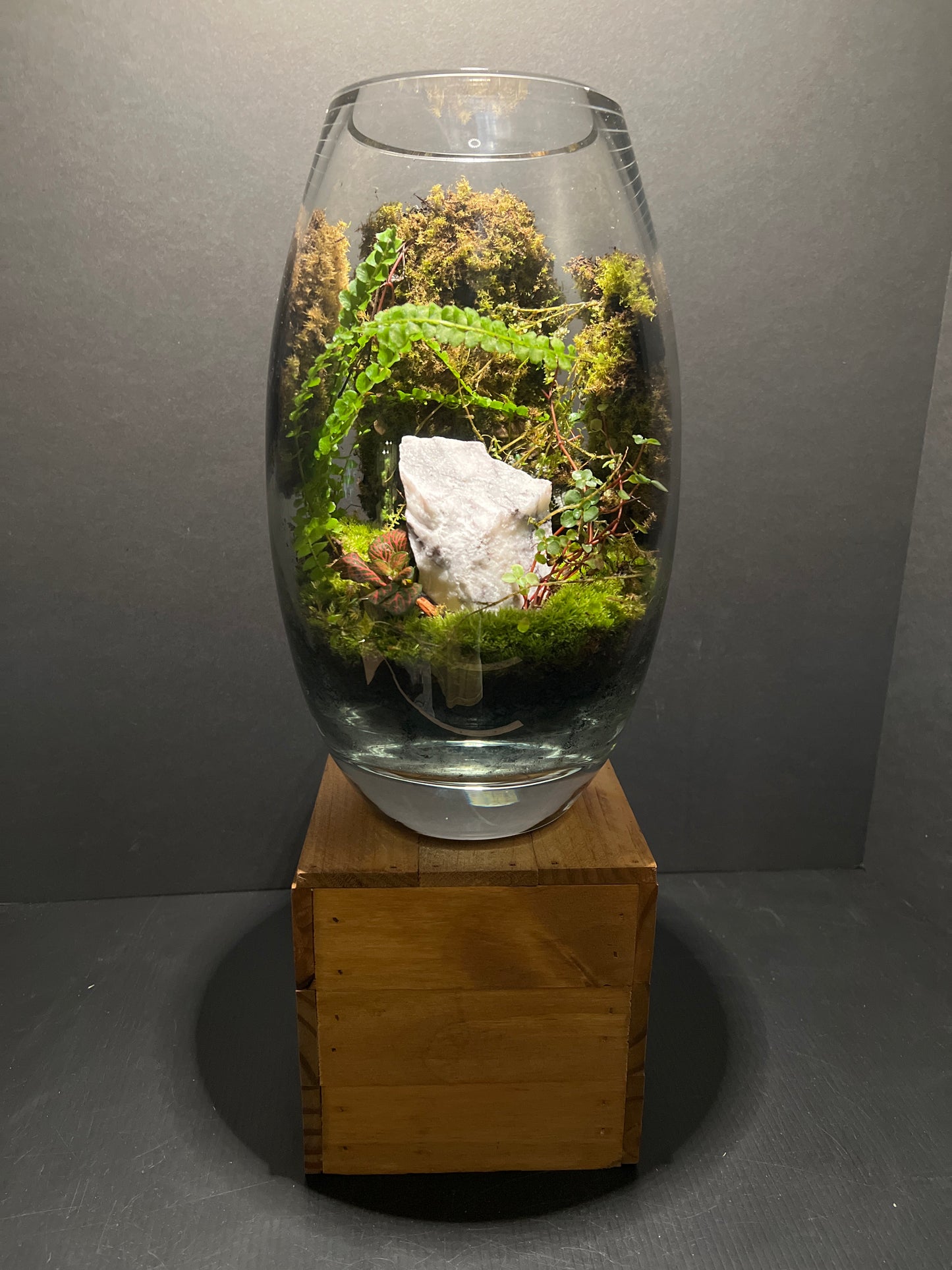 Terrarium #58