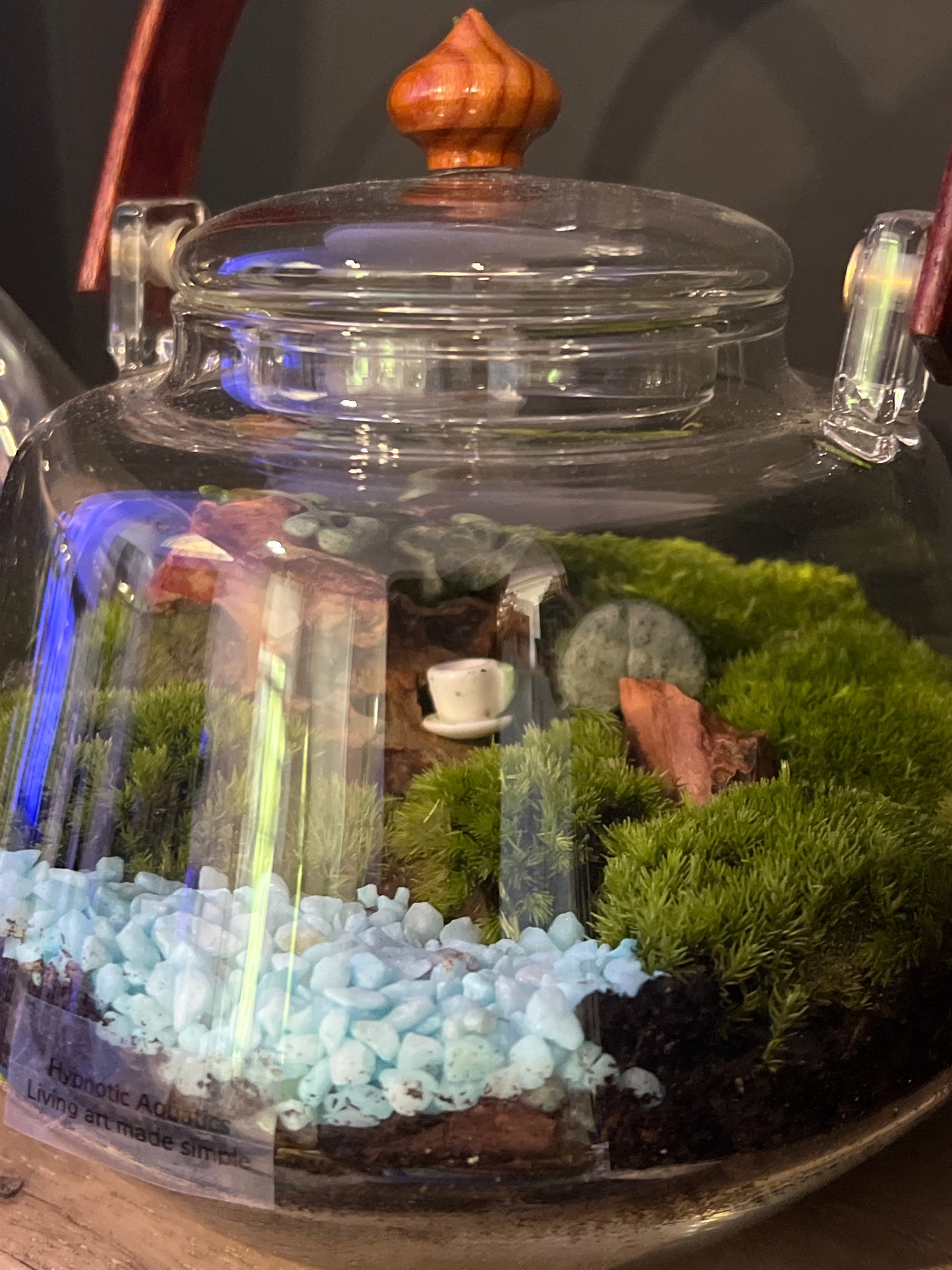 Terrarium 477