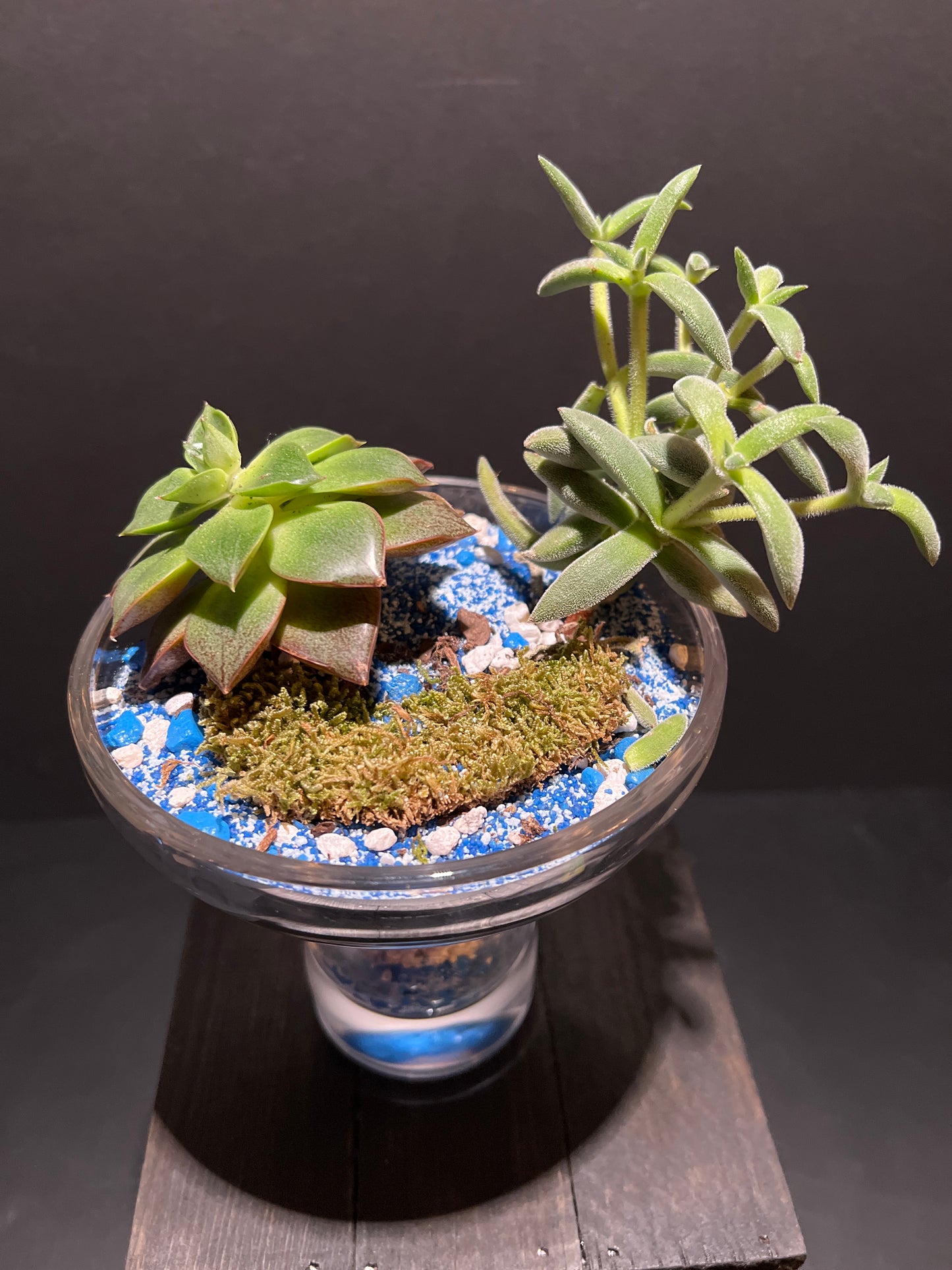 Terrarium #17