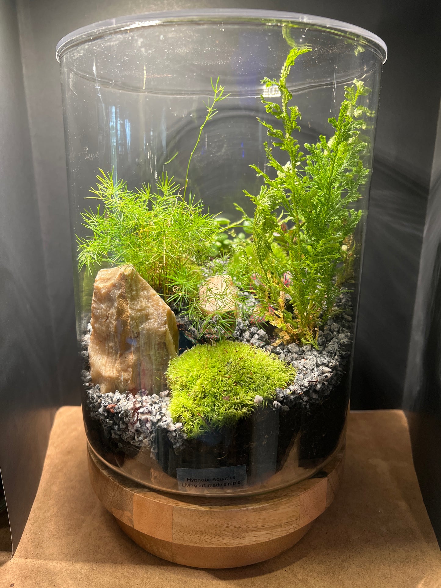Terrarium 483