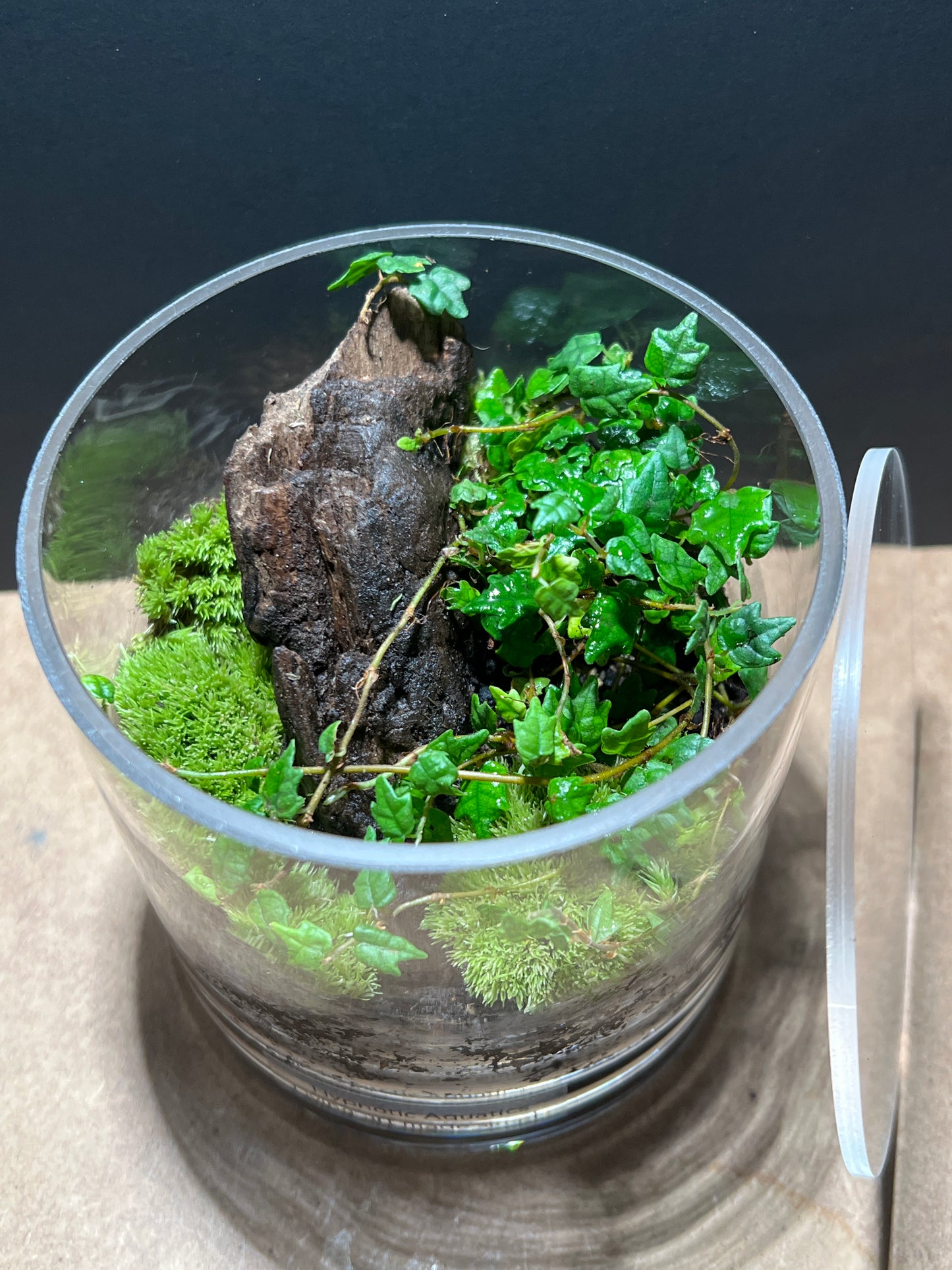 Terrarium 502