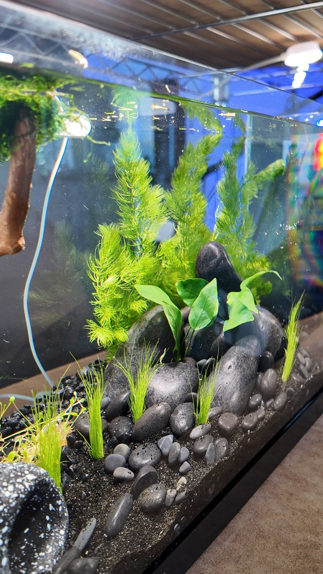 Nano Aquarium: Midnight