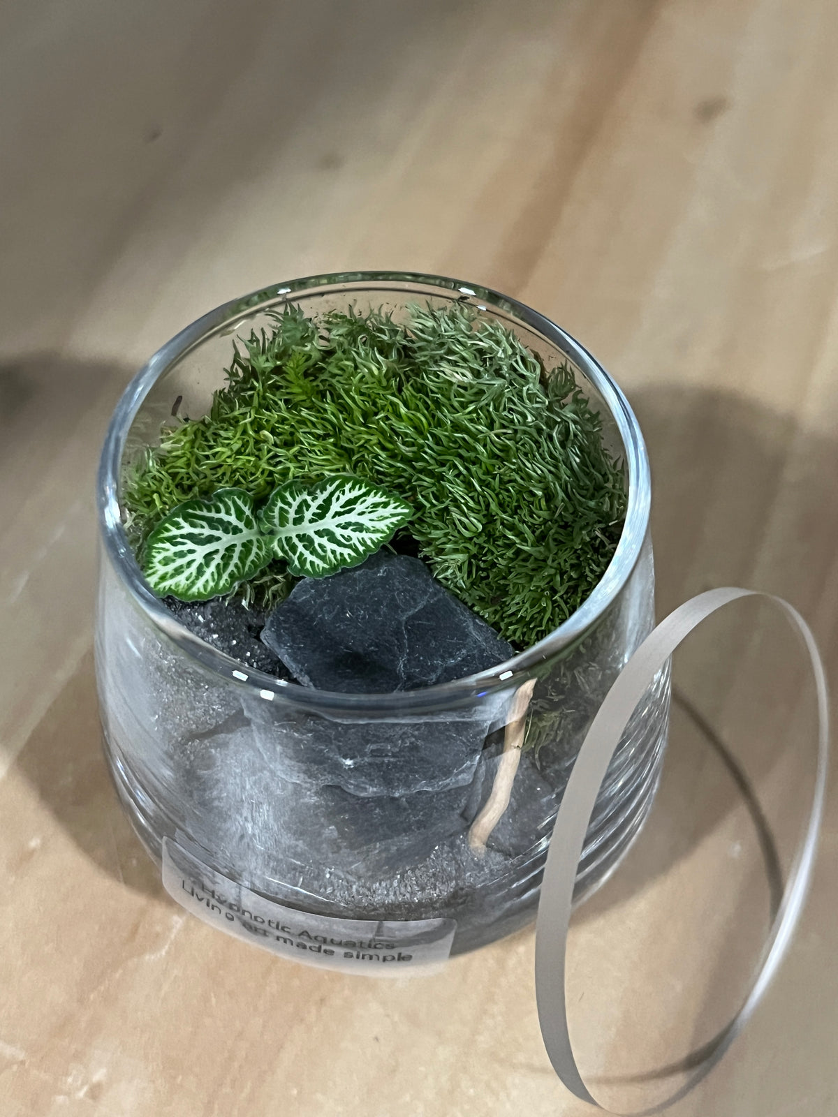 Terrarium 959