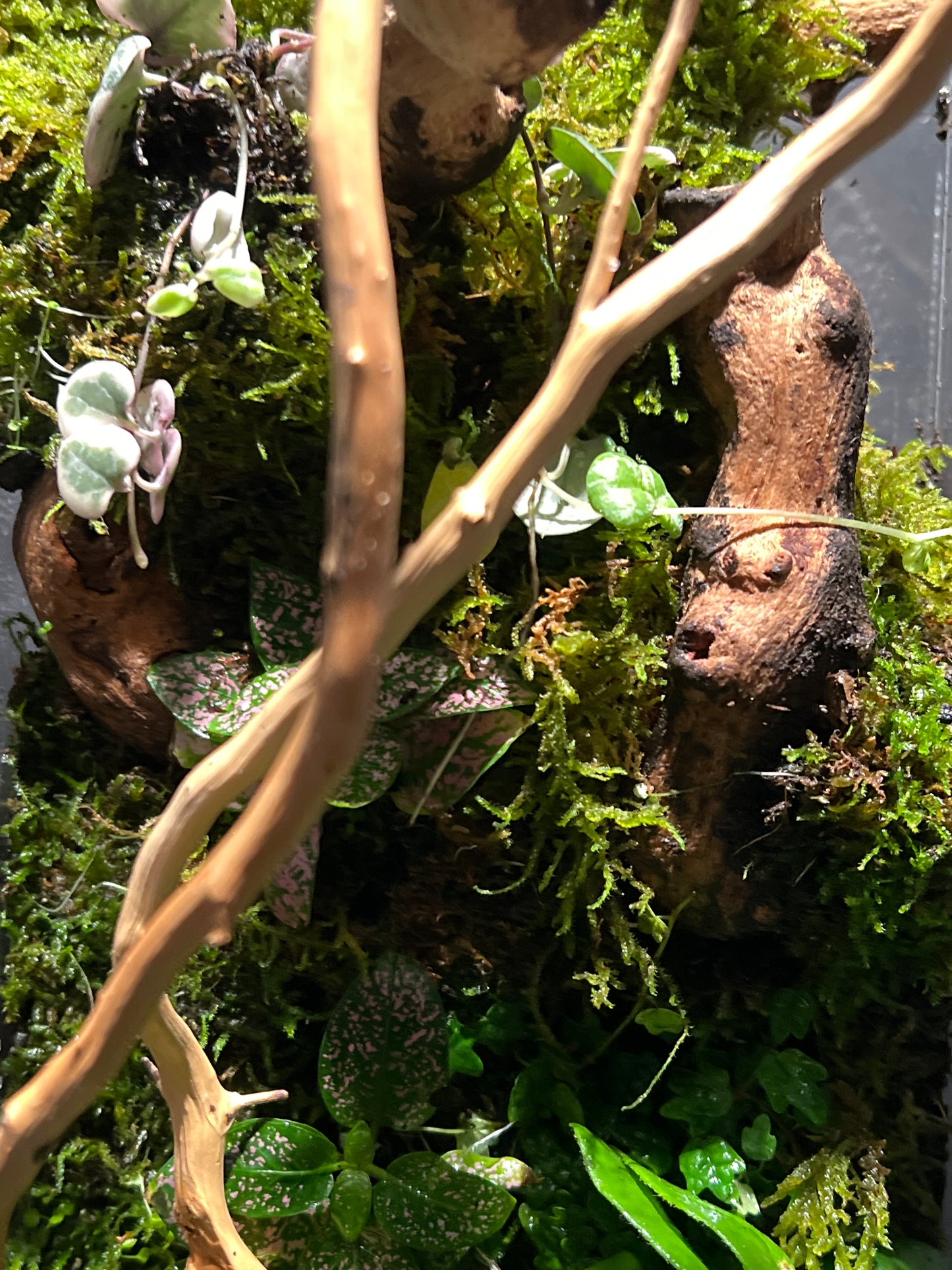 Terrarium 209 Habitat