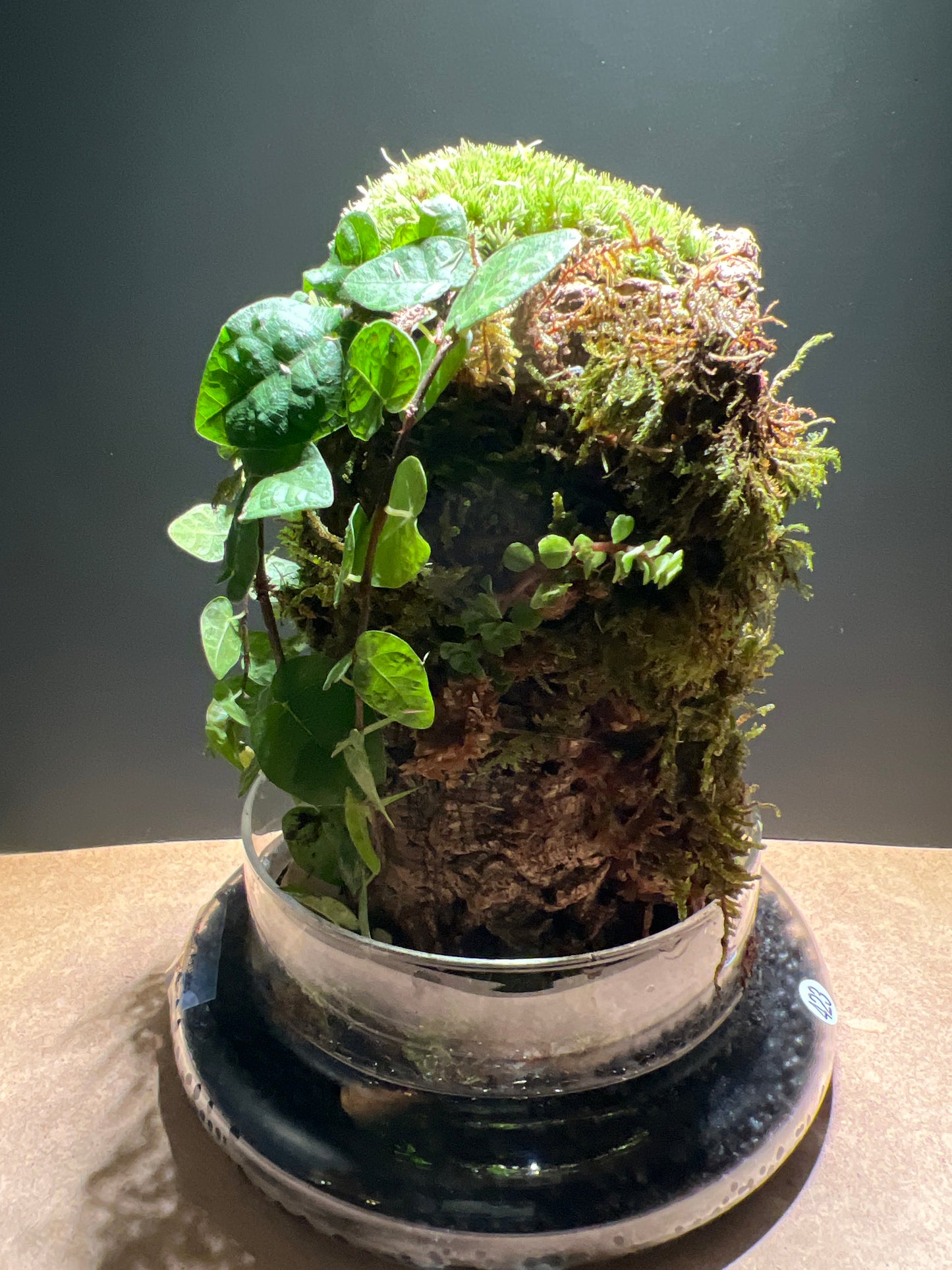 Terrarium 423