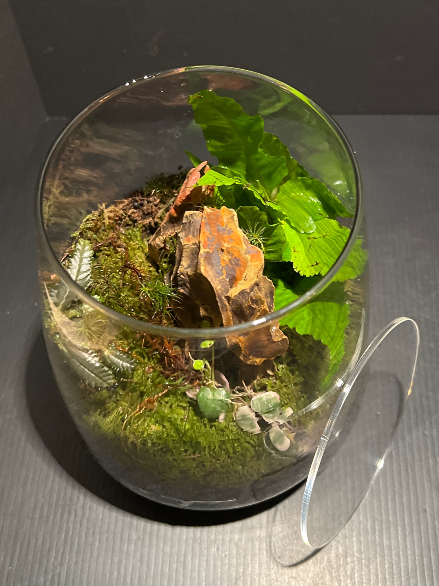 Terrarium 208