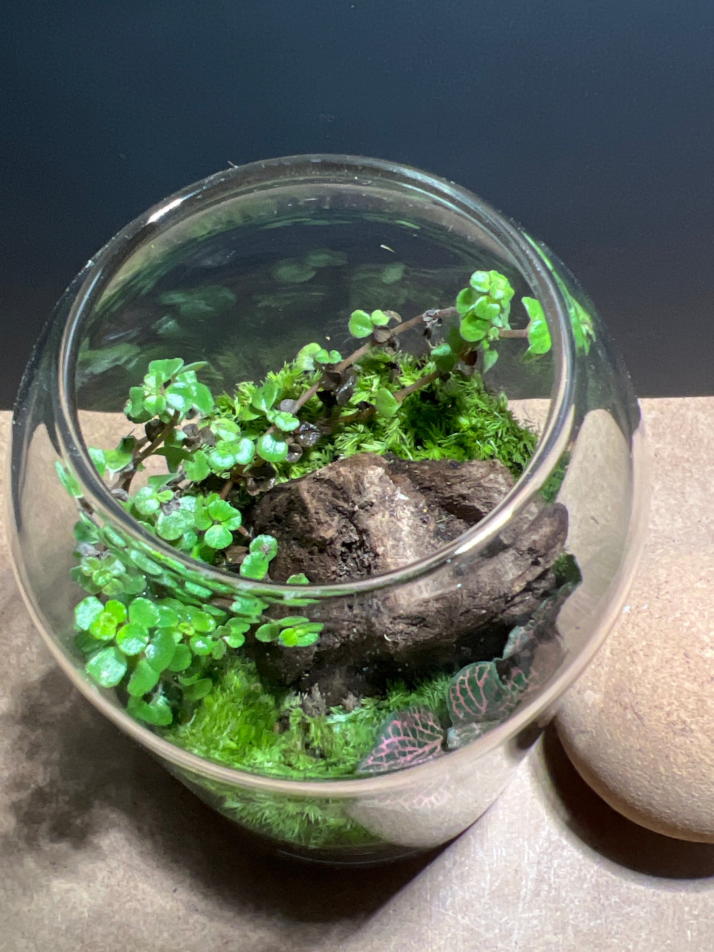 Terrarium 468