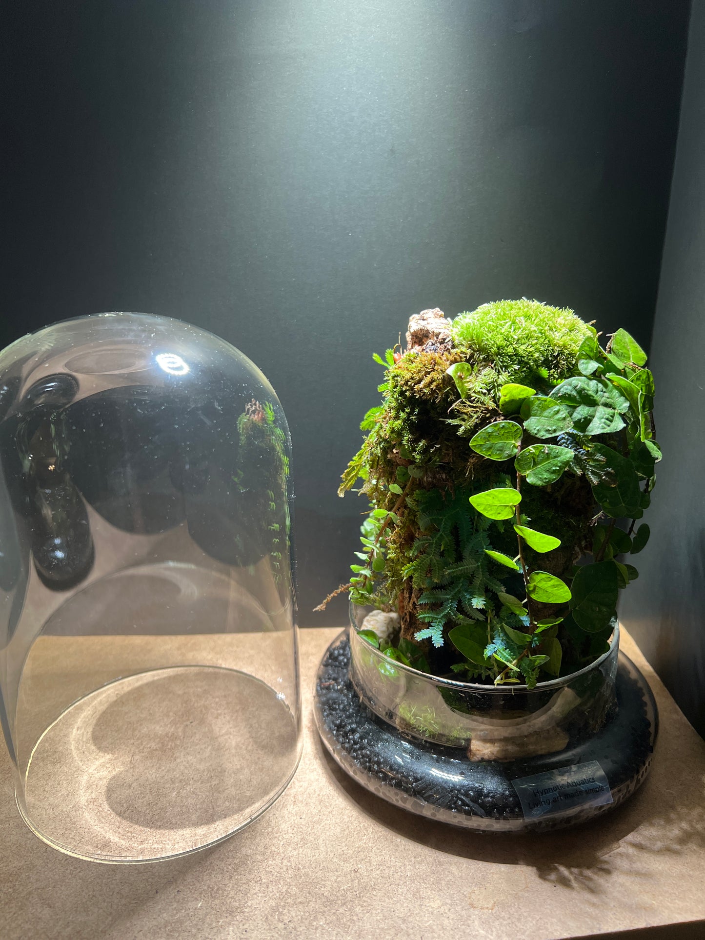 Terrarium 423
