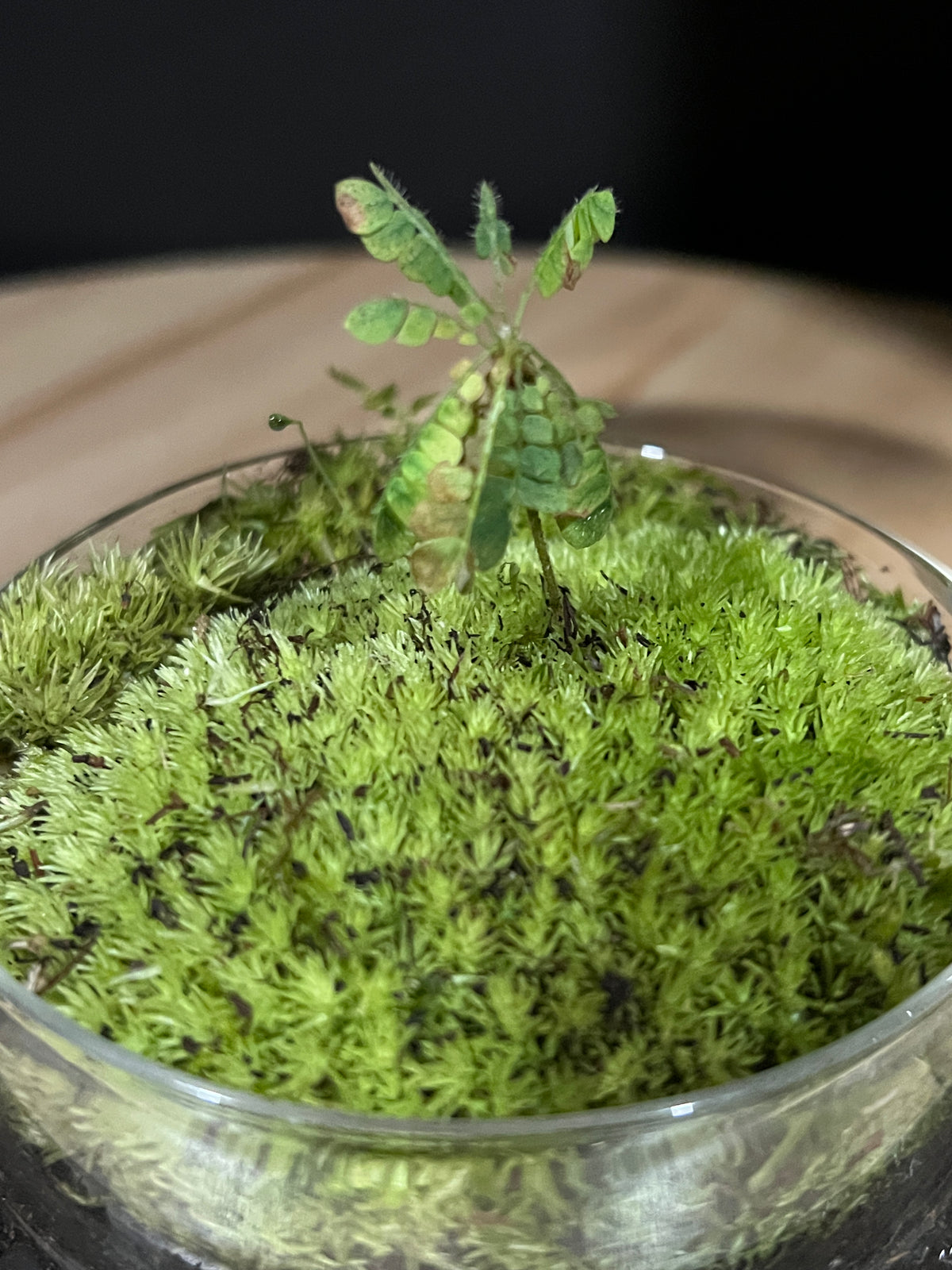 Terrarium 971