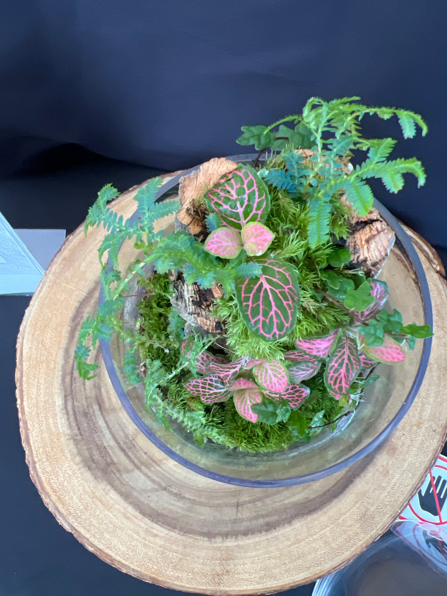 Terrarium 933