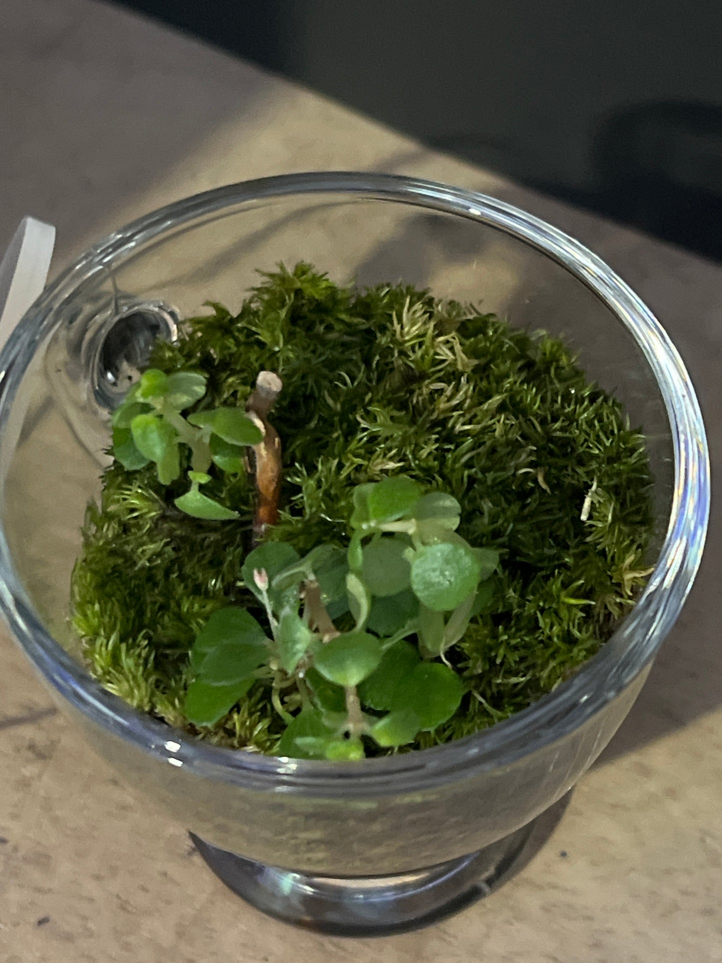 Terrarium 481 (seti)