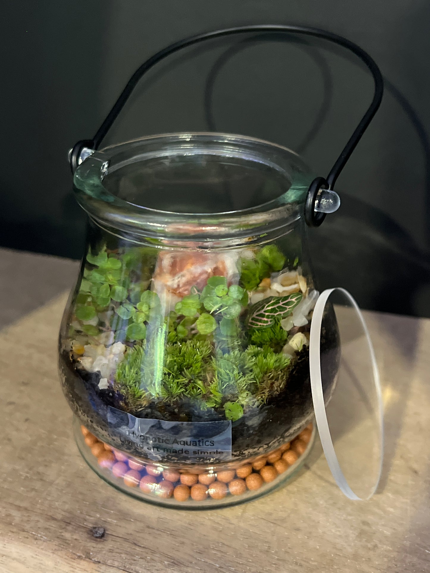 Terrarium 475