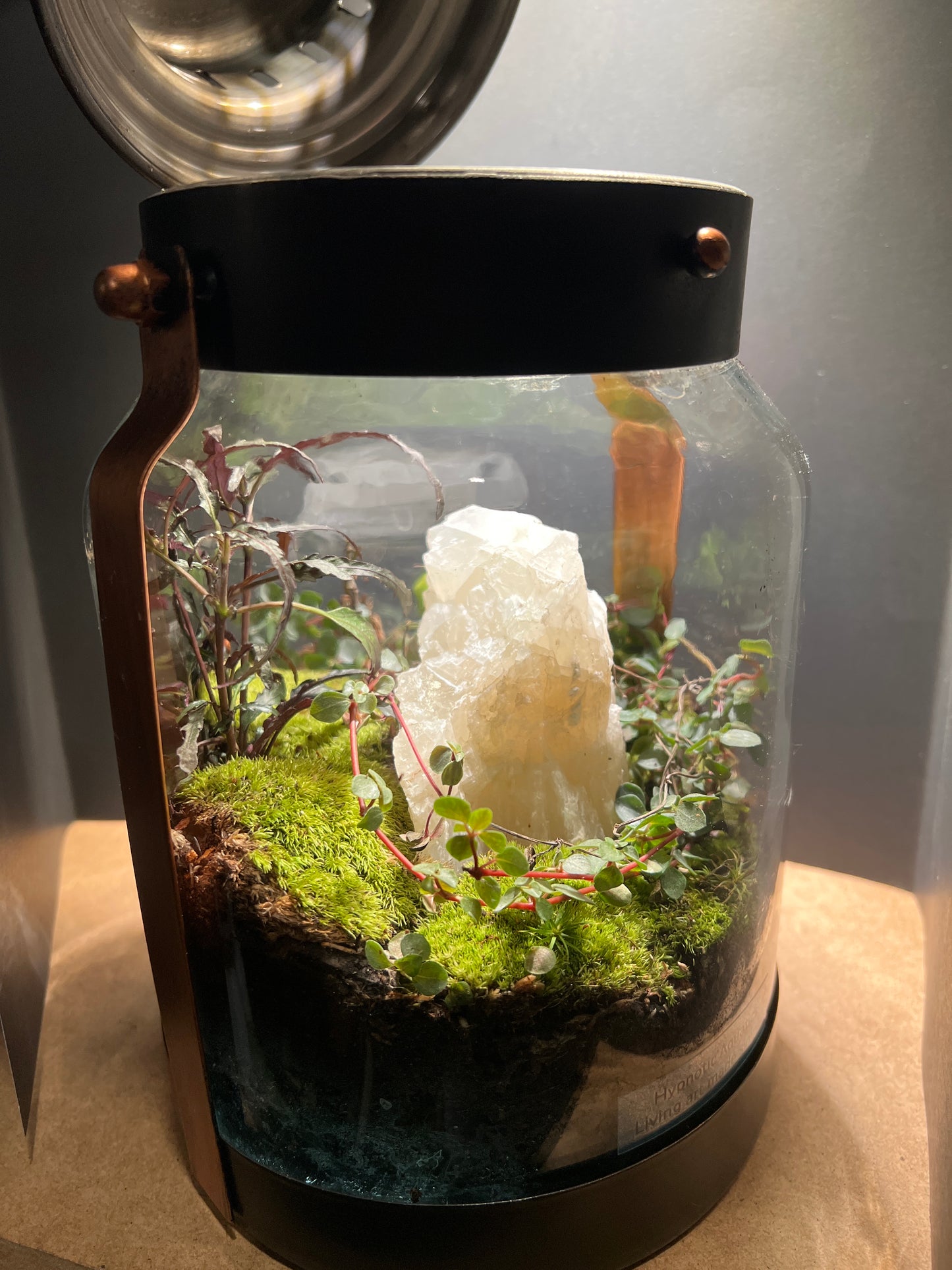 Terrarium 387