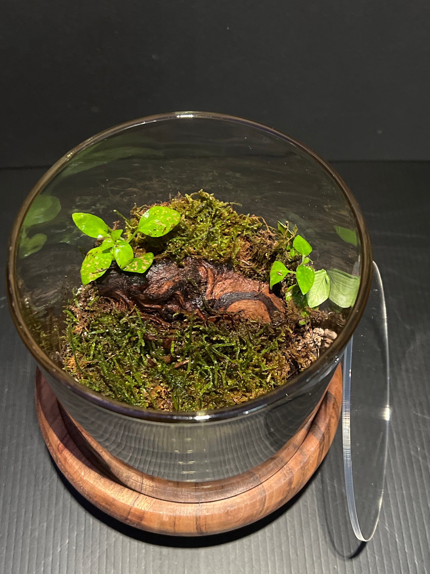 Terrarium 323