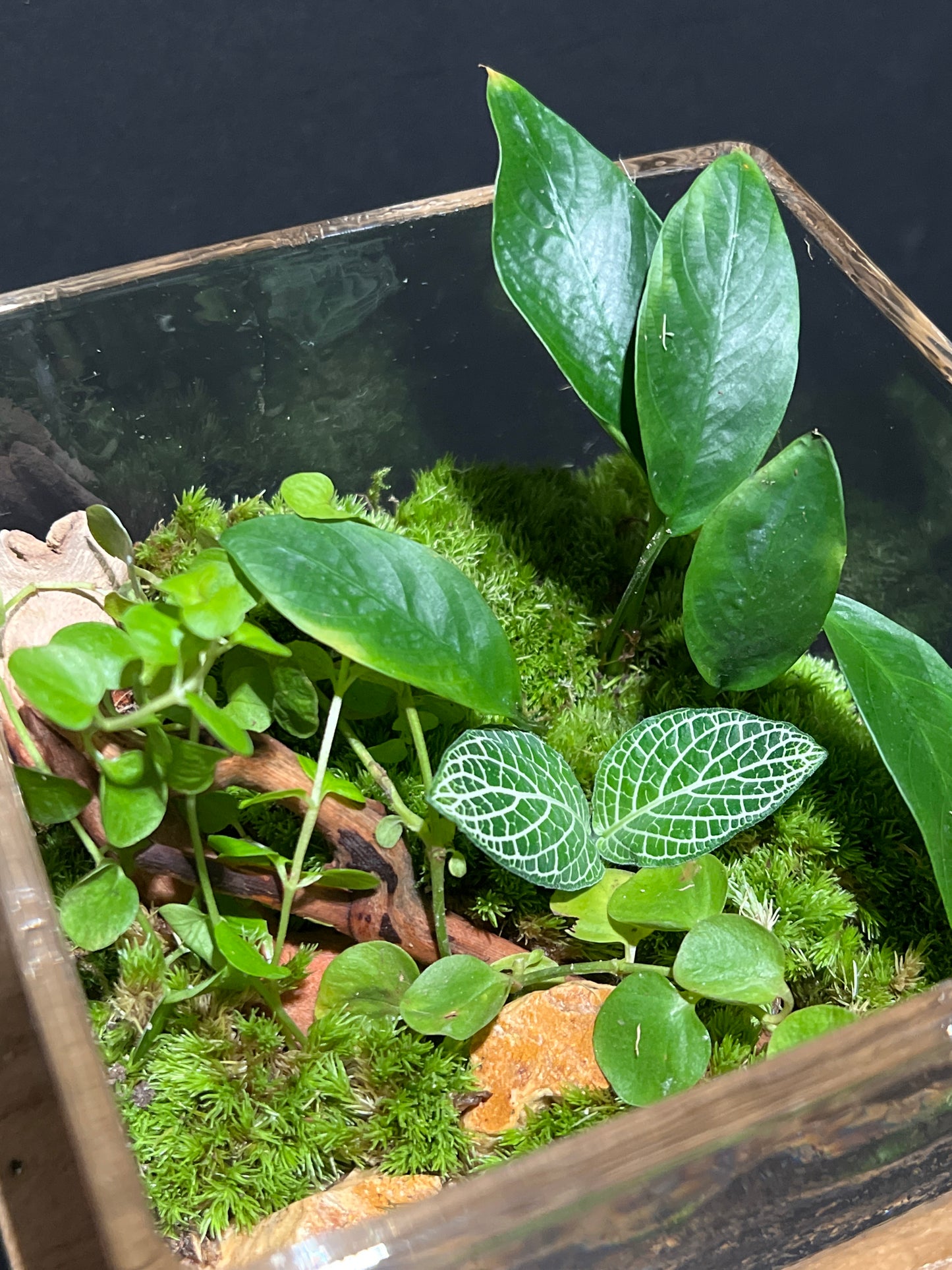 Terrarium #91