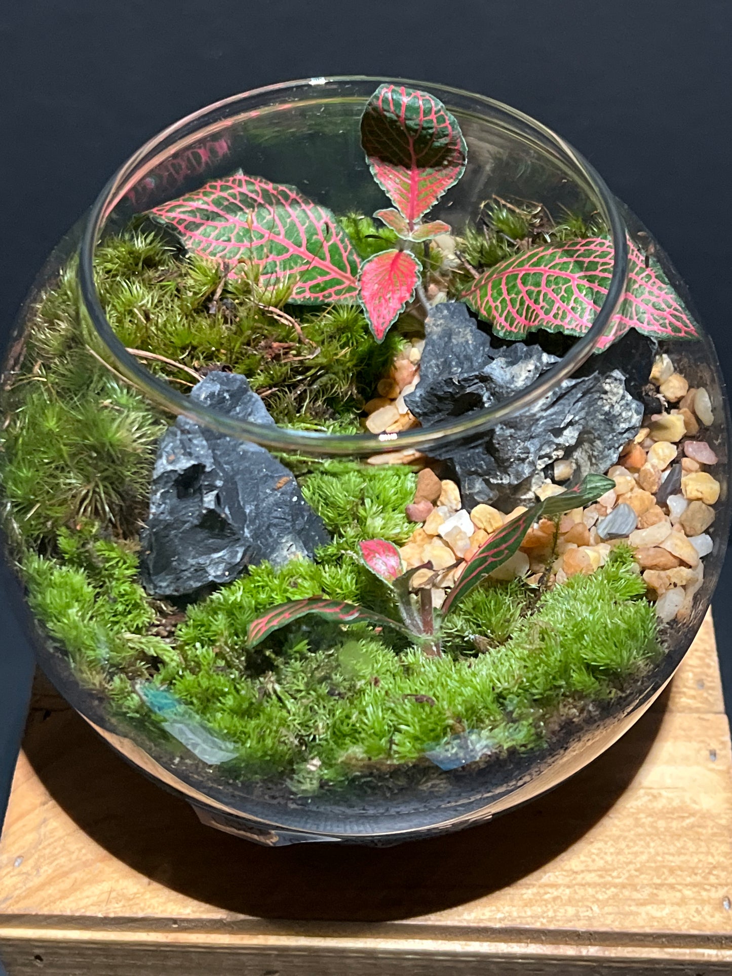 Terrarium 179