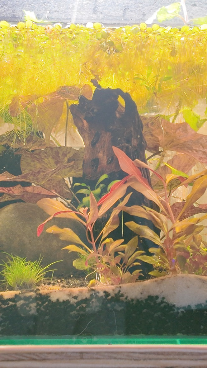 Nano Aquarium: The Lounge