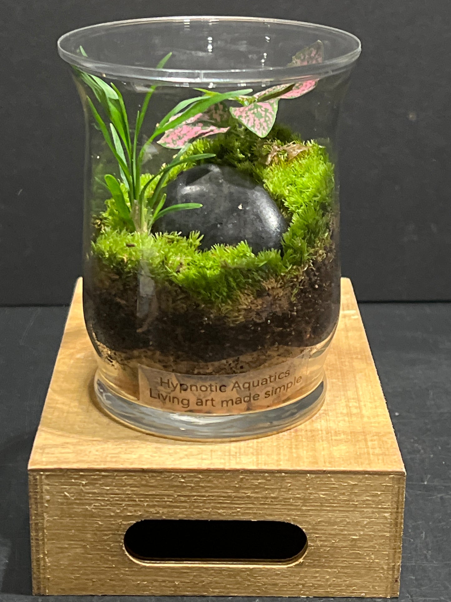 Terrarium #150