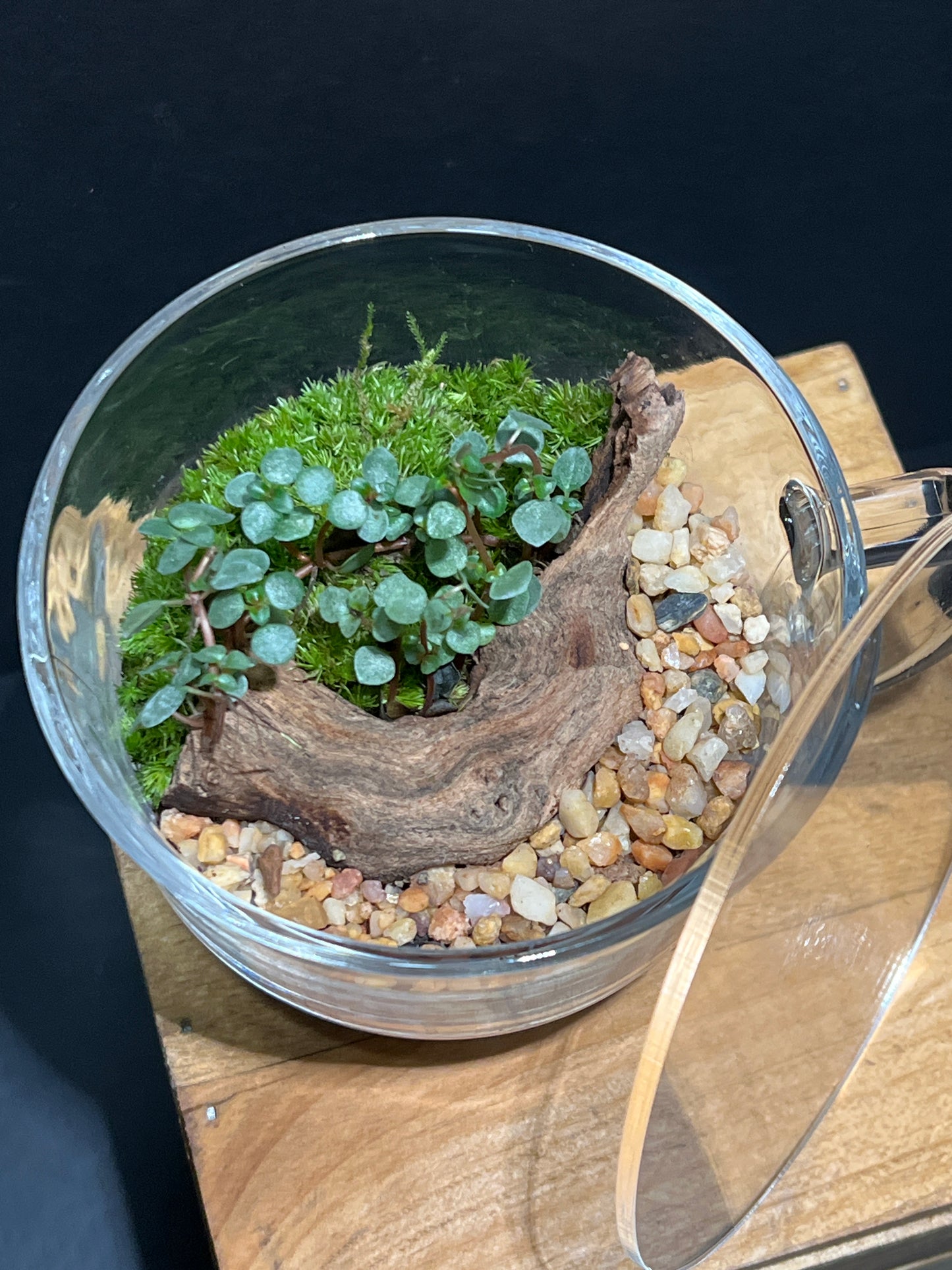 Terrarium #124