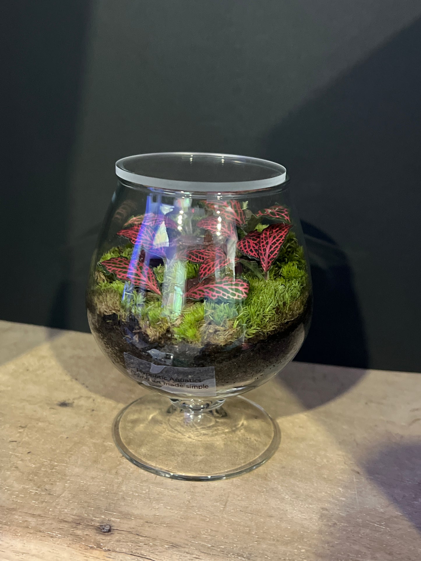 Terrarium 482