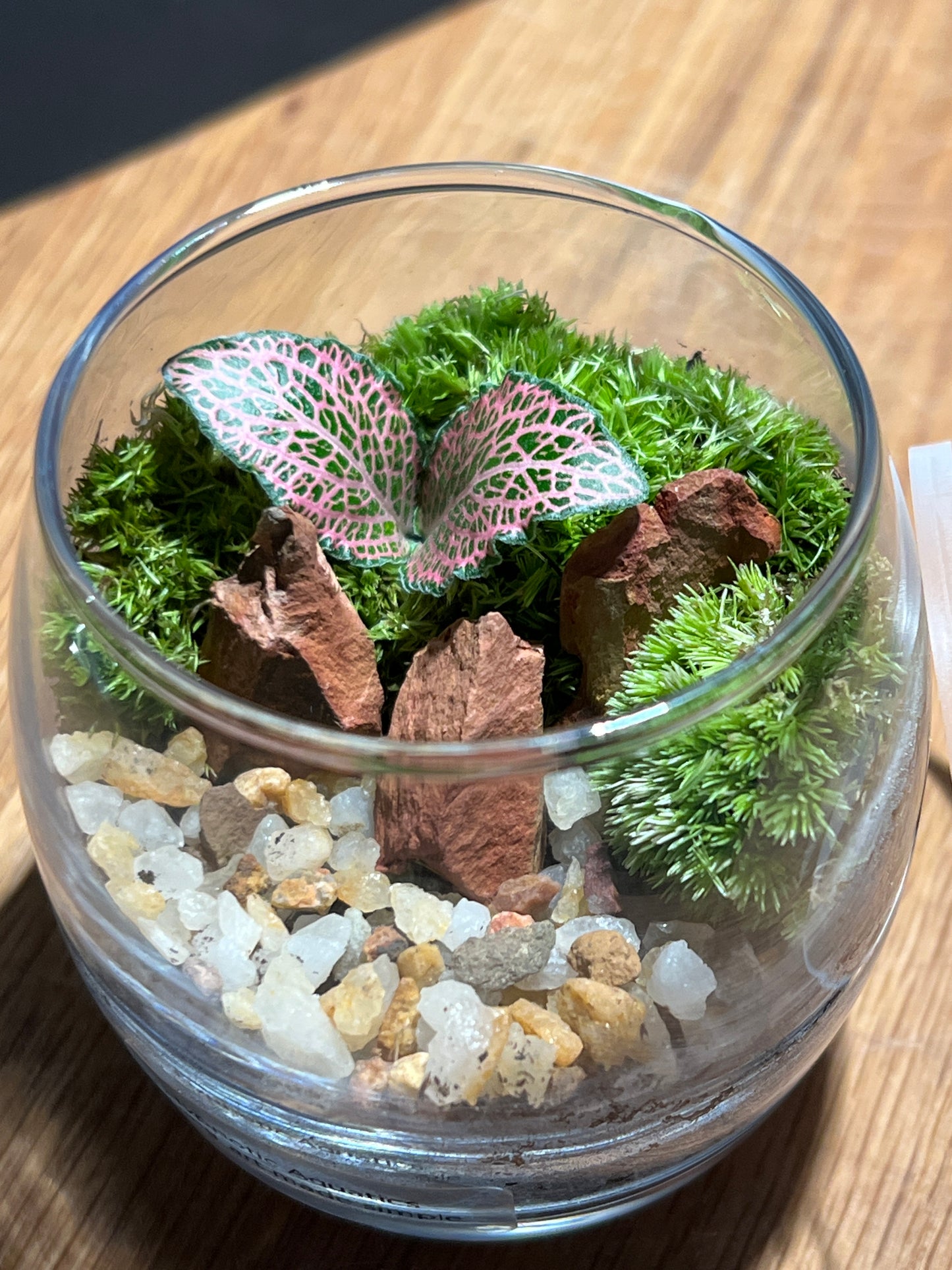 Terrarium 528