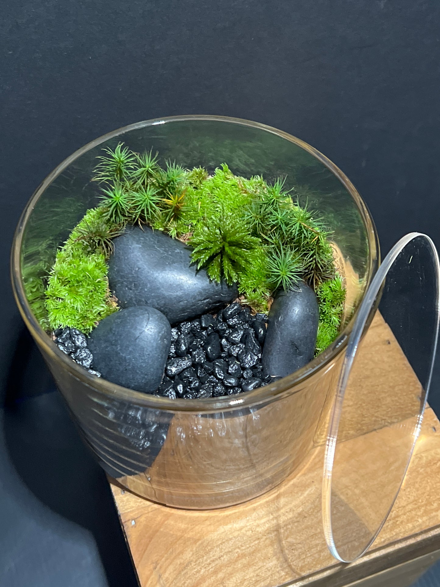 Terrarium #117