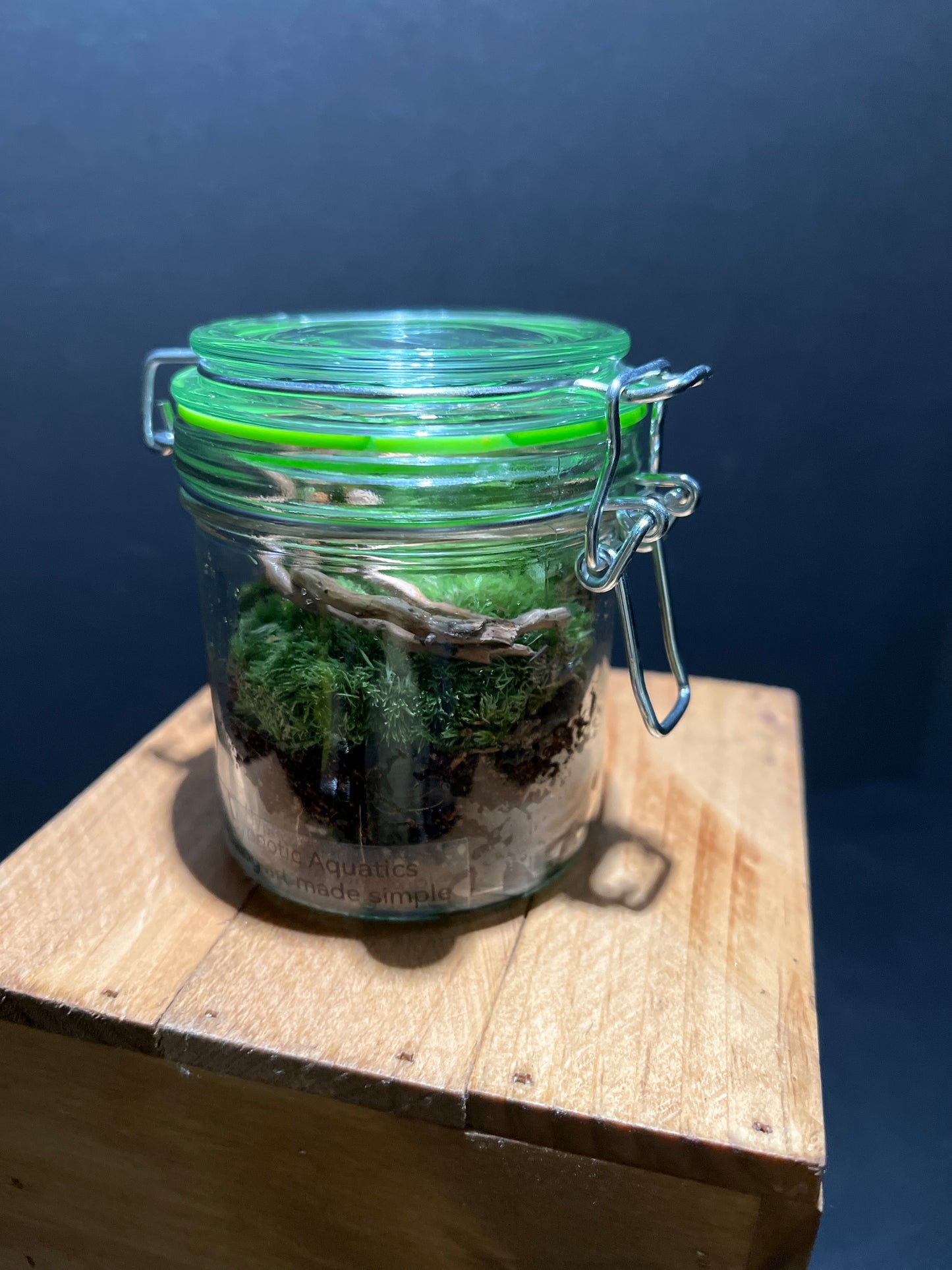 Terrarium #54